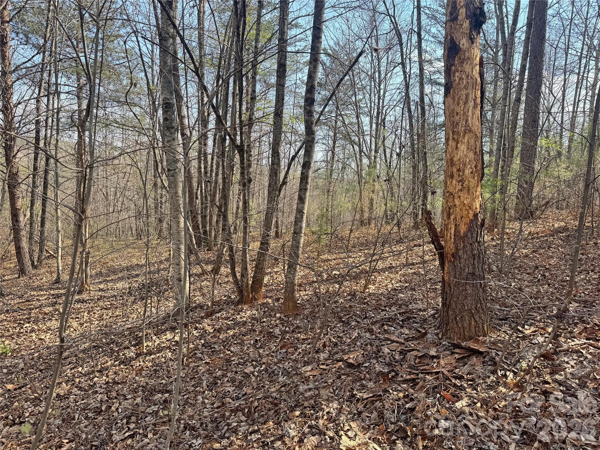 Lot at Rutherfordton, photo 11 of 18