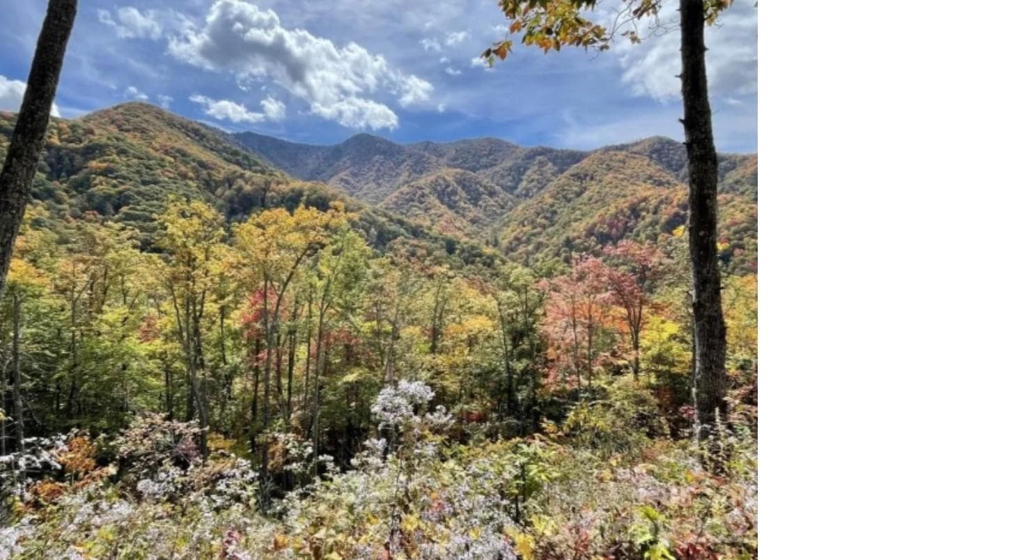 Acreage at Sylva, photo 10 of 23