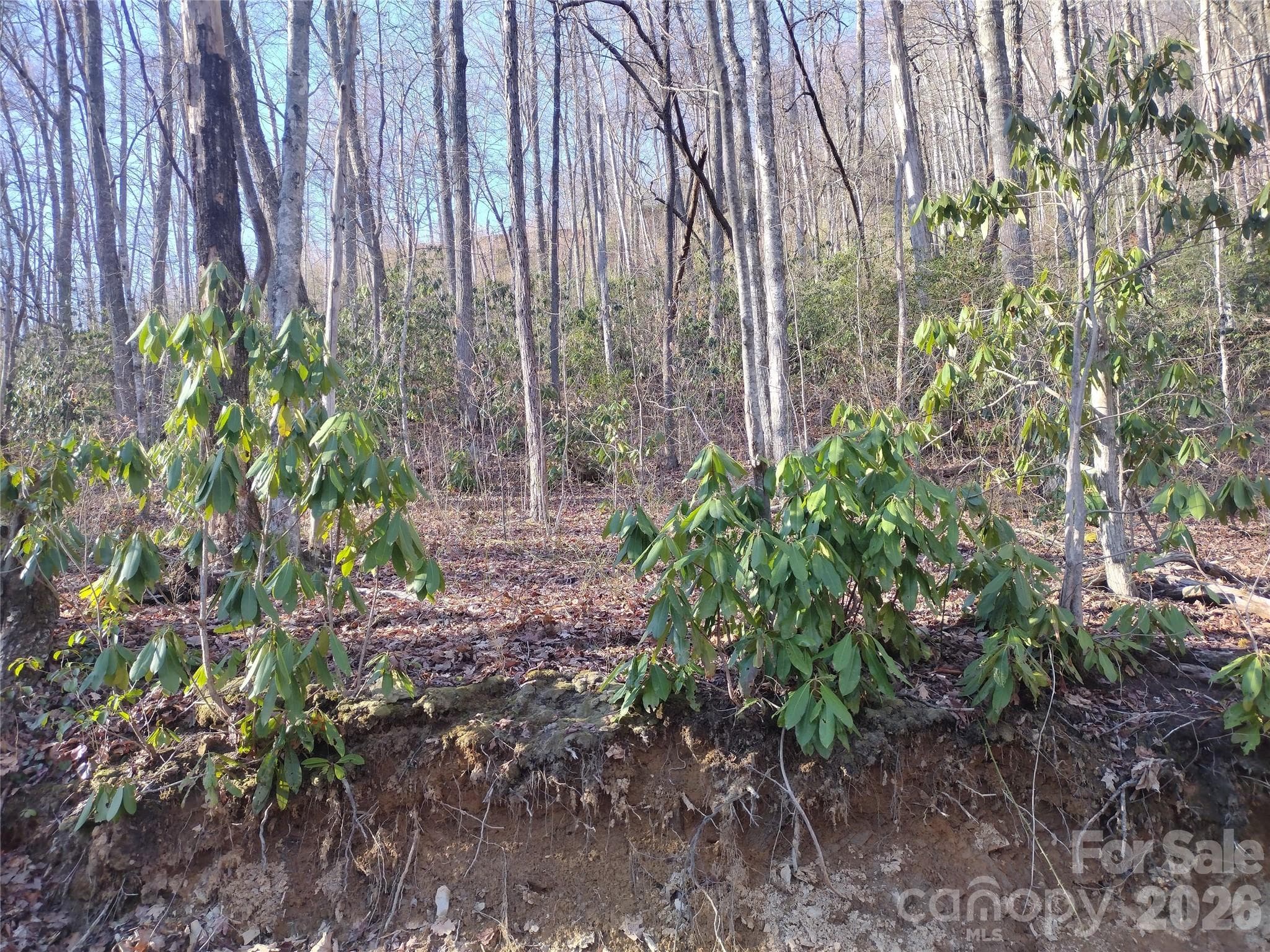 Acreage at Sylva, photo 13 of 23