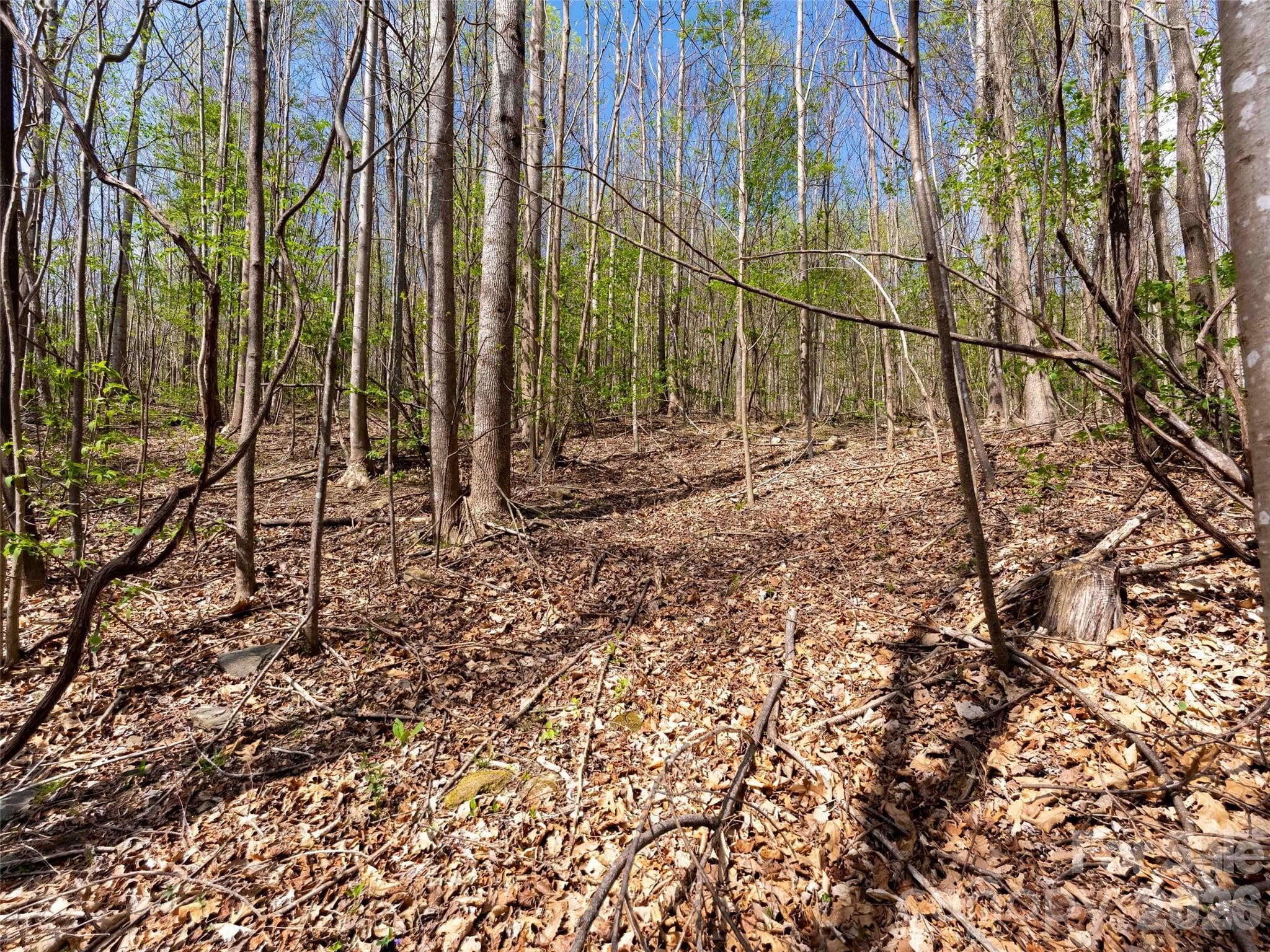 Lot at Mill Spring, photo 3 of 18
