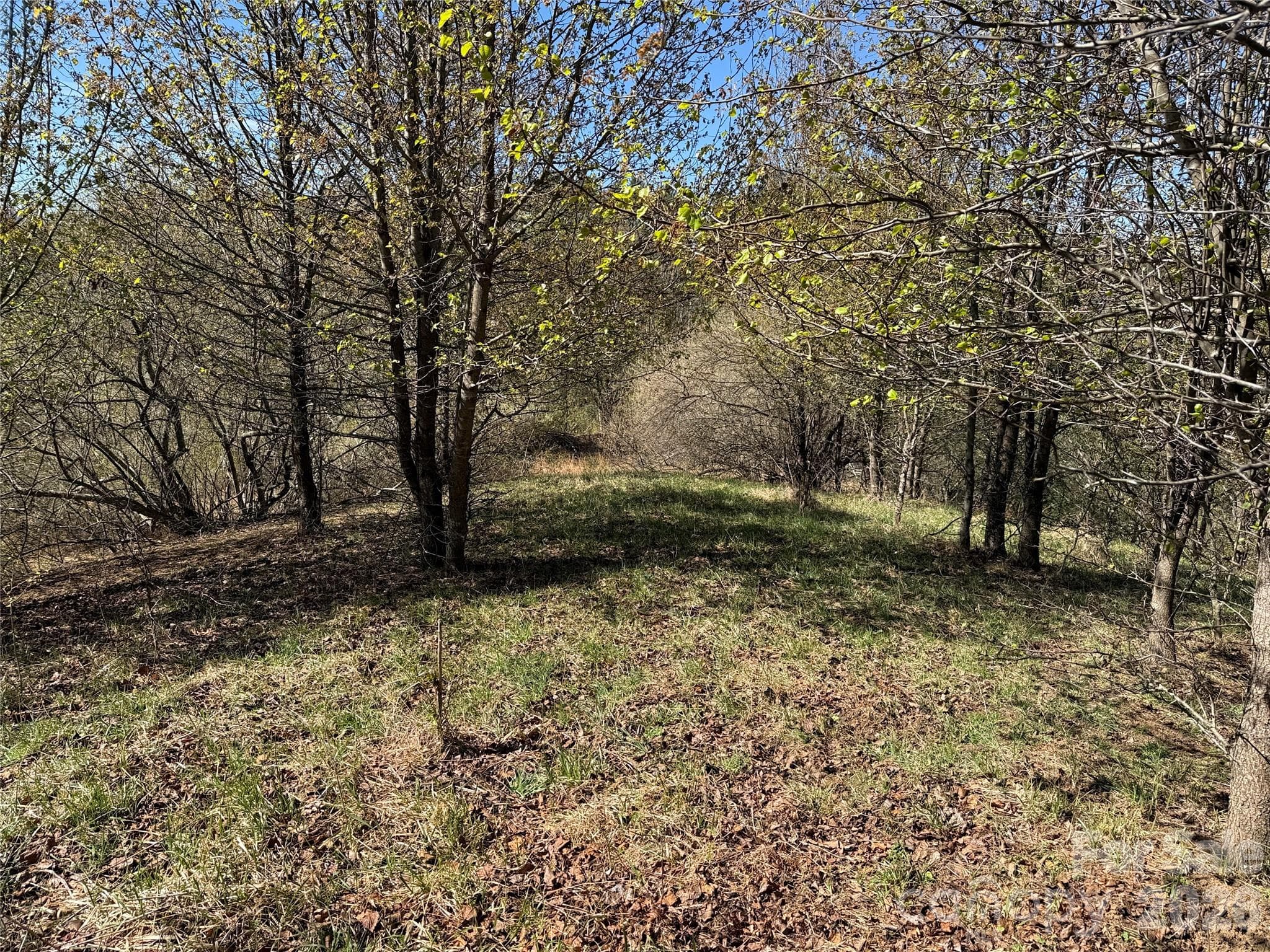 Lot at TBD (Lot 21 & 22) Martha Lane, Piney Creek, photo 6 of 34