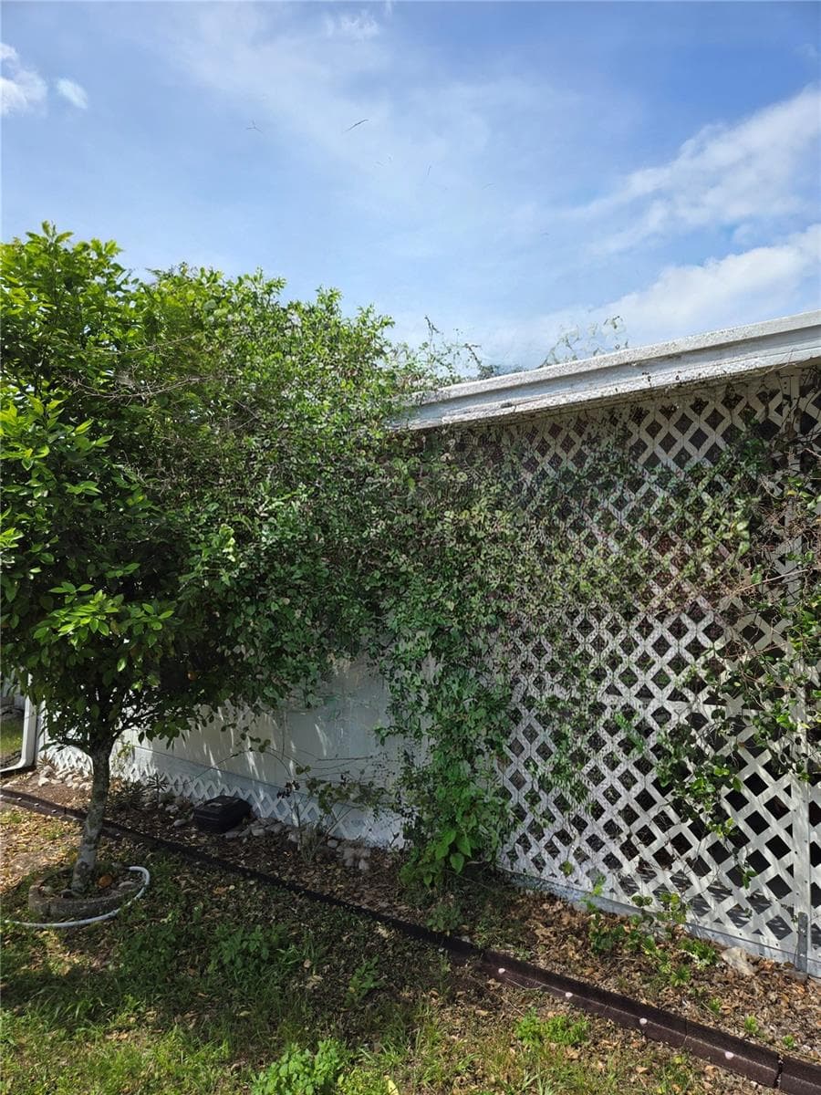 Fantastic orange tree actively producing fruit - 39326 RECESS DR, ZEPHYRHILLS