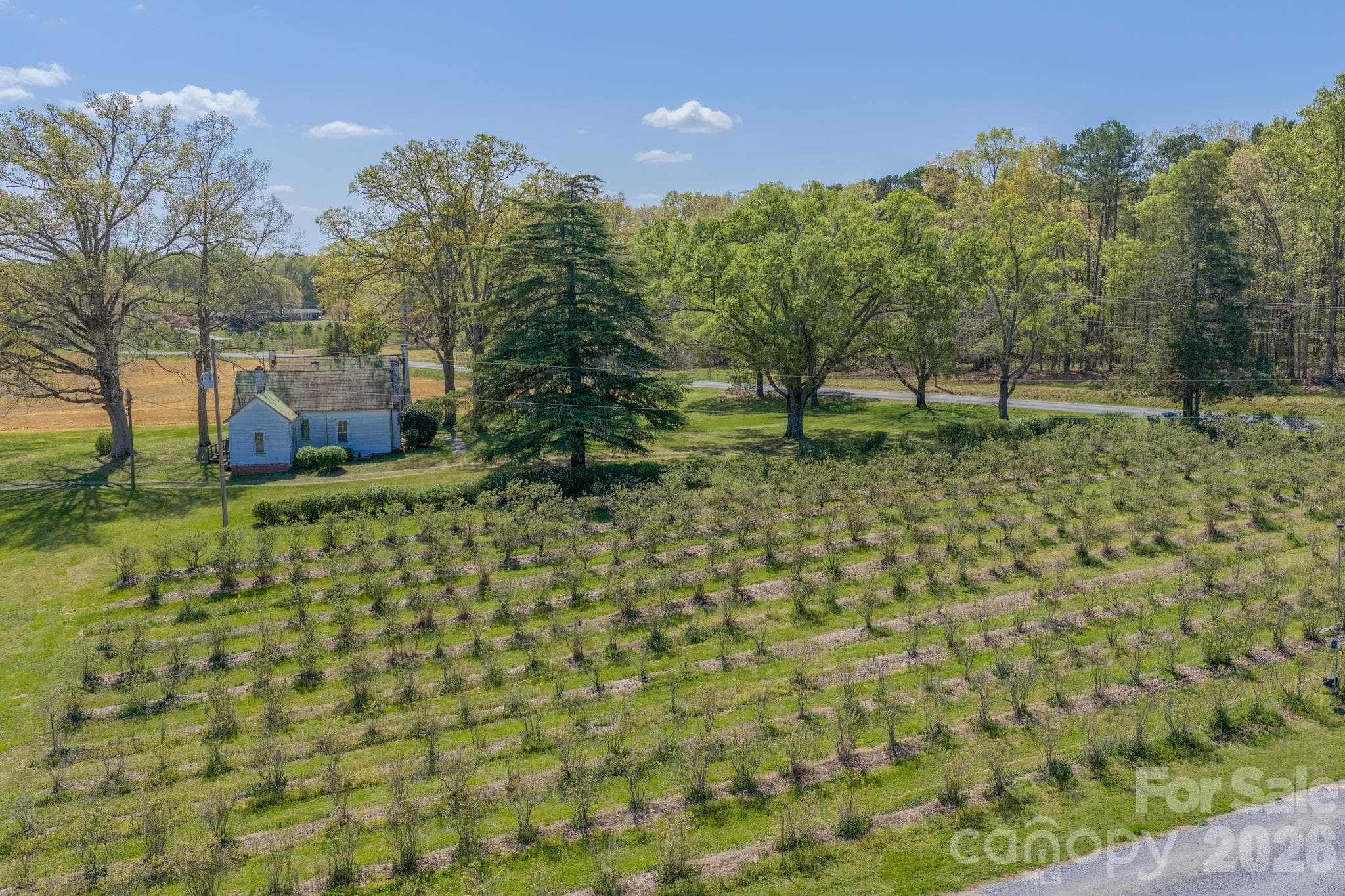 ~1,200 actively producing blueberry bushes - 32286 Laton Road, Albemarle