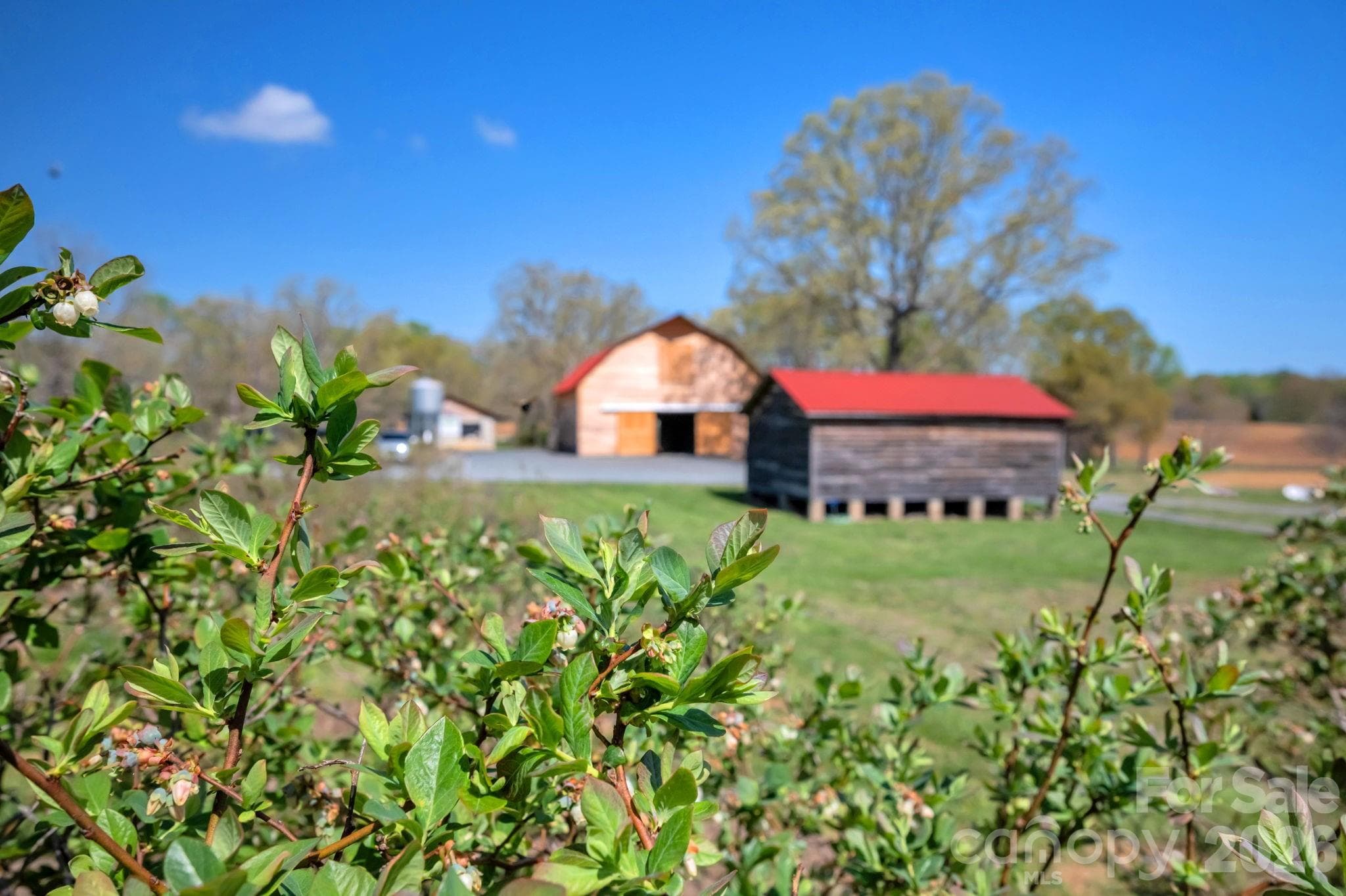 Delicious blueberries! - 32286 Laton Road, Albemarle