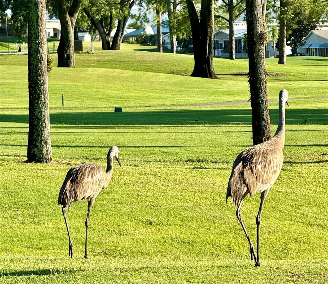 Sandhill Cranes on the course - 402 GOLFVIEW DR, DAVENPORT