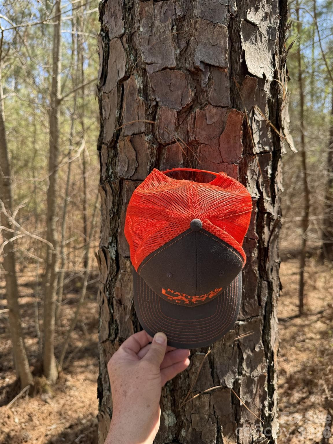 1 of 4 random pine sizes - Chapel Hill