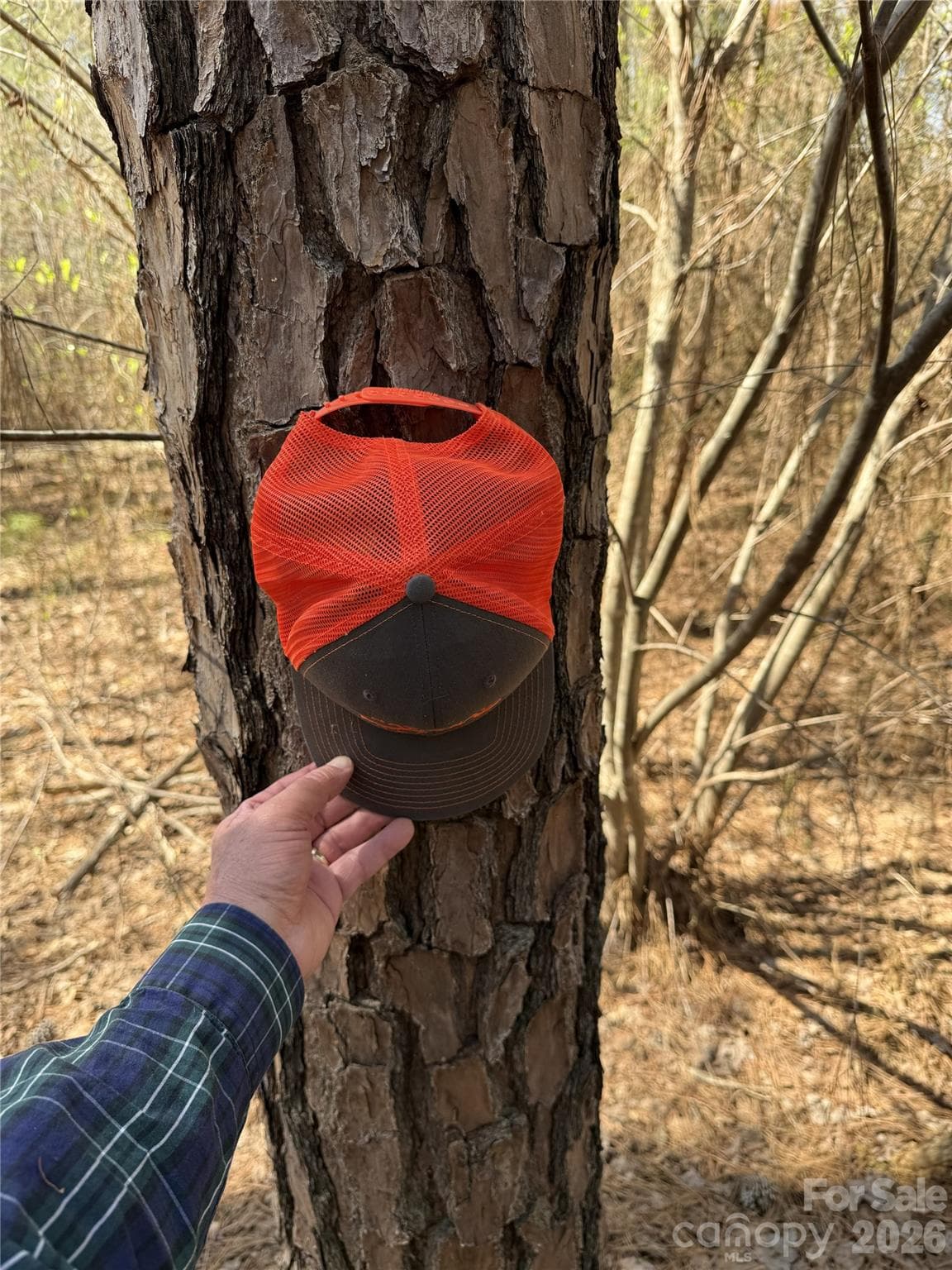 3 of 4 random pine sizes - Chapel Hill
