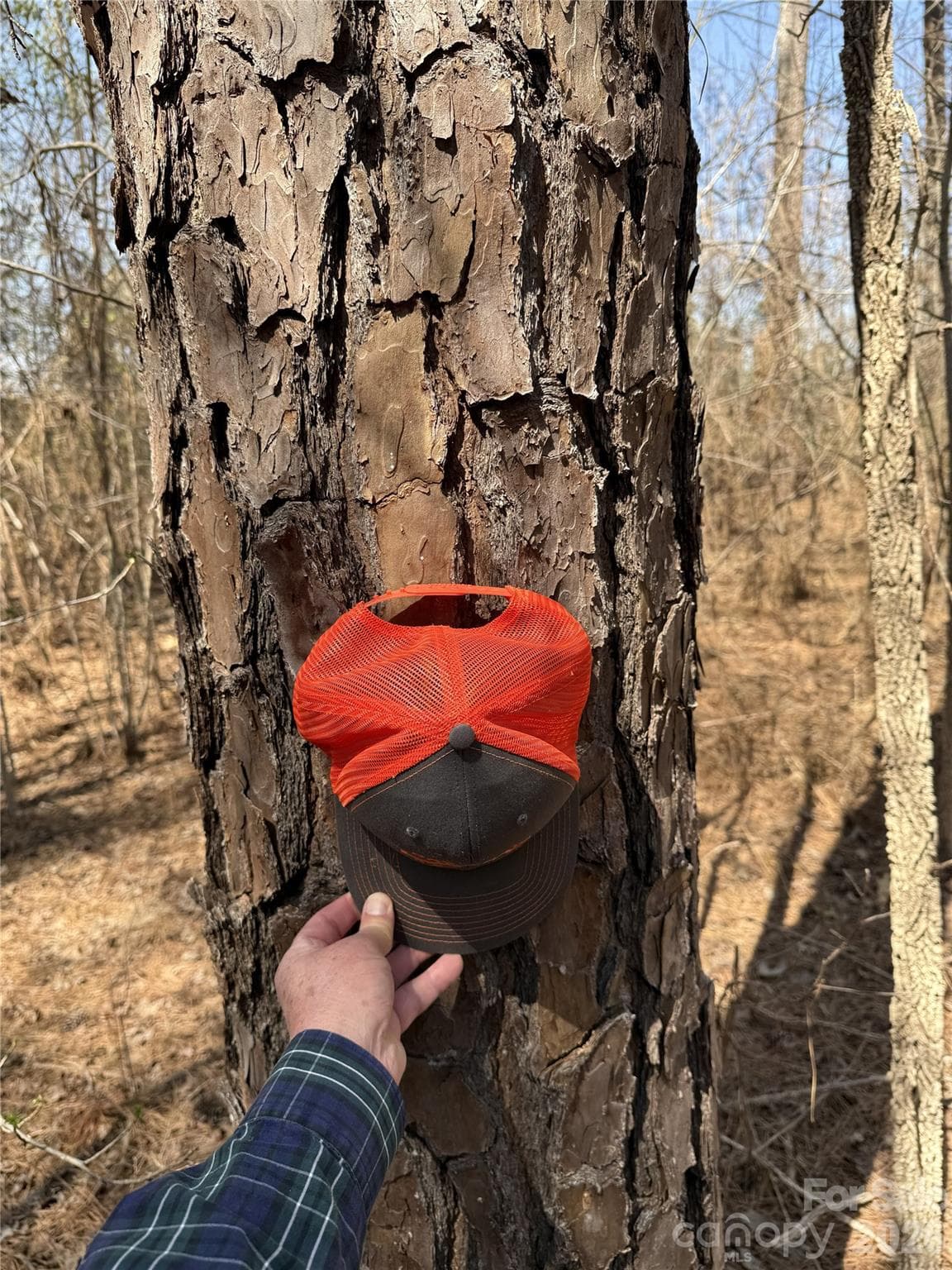 4 of 4 random pine sizes - Chapel Hill