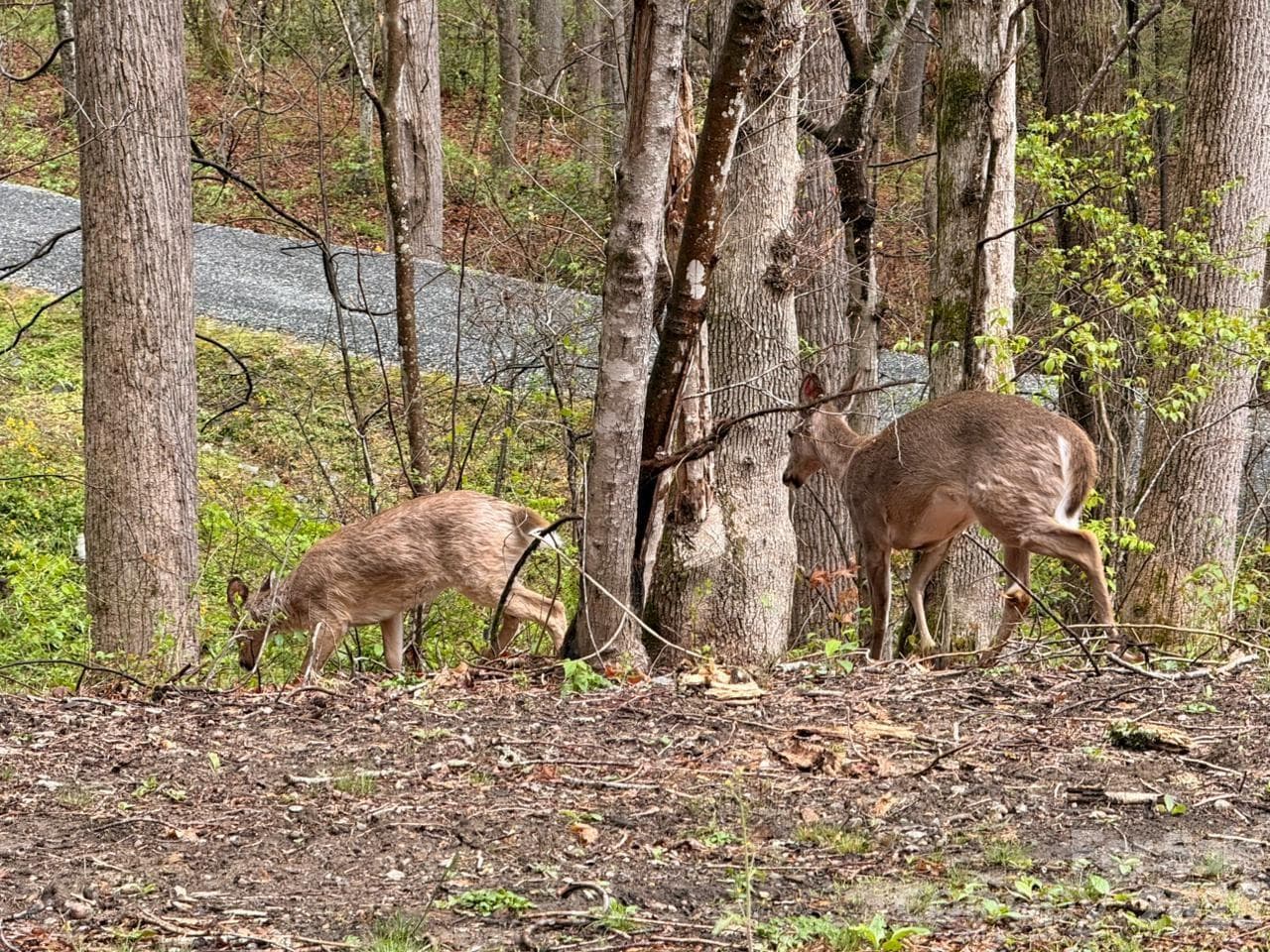 Lot at 000 Ridgeview Drive, Hendersonville, photo 19 of 20