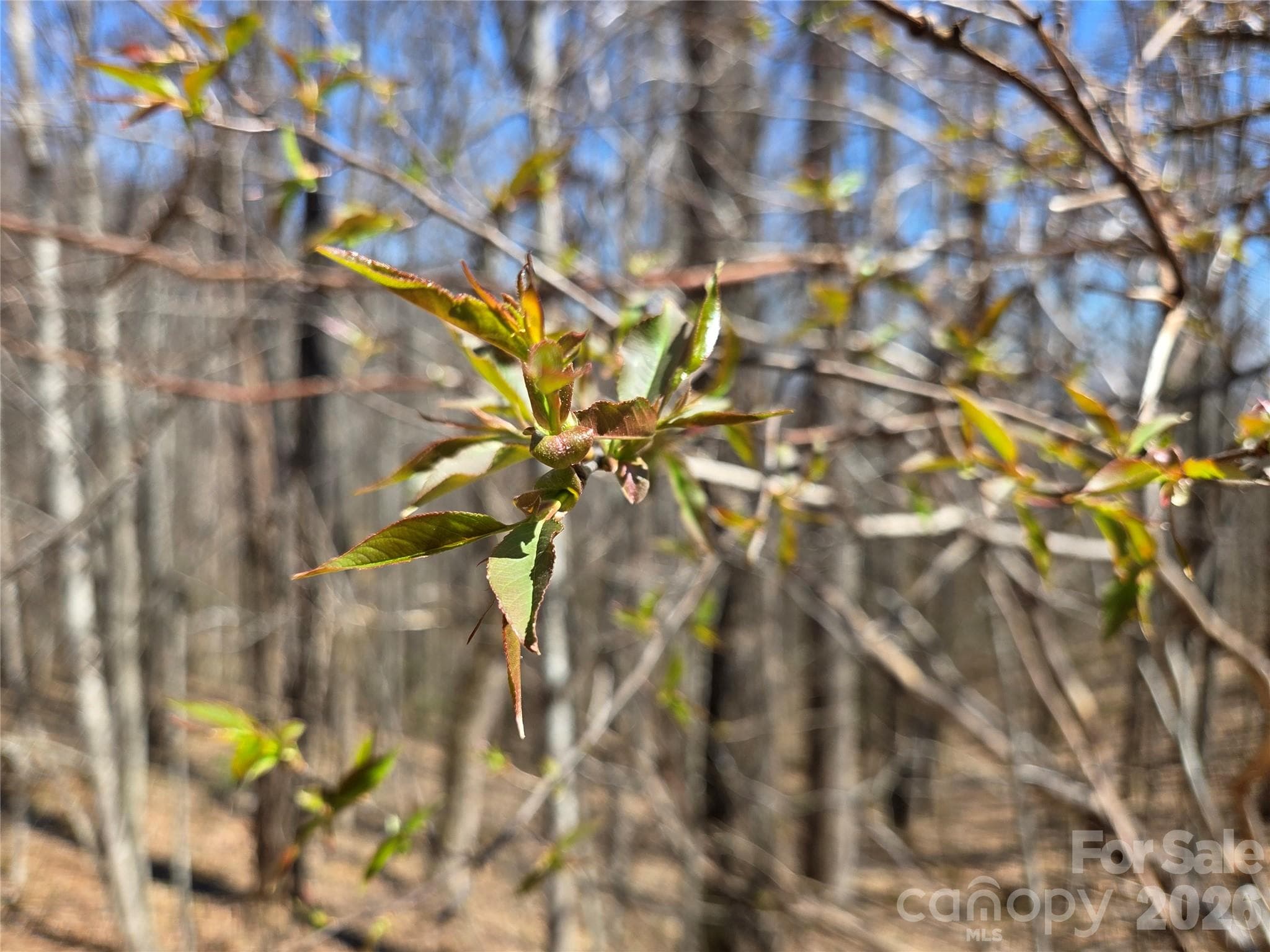 Lot at 200 Wolverine Court, Waynesville, photo 15 of 19
