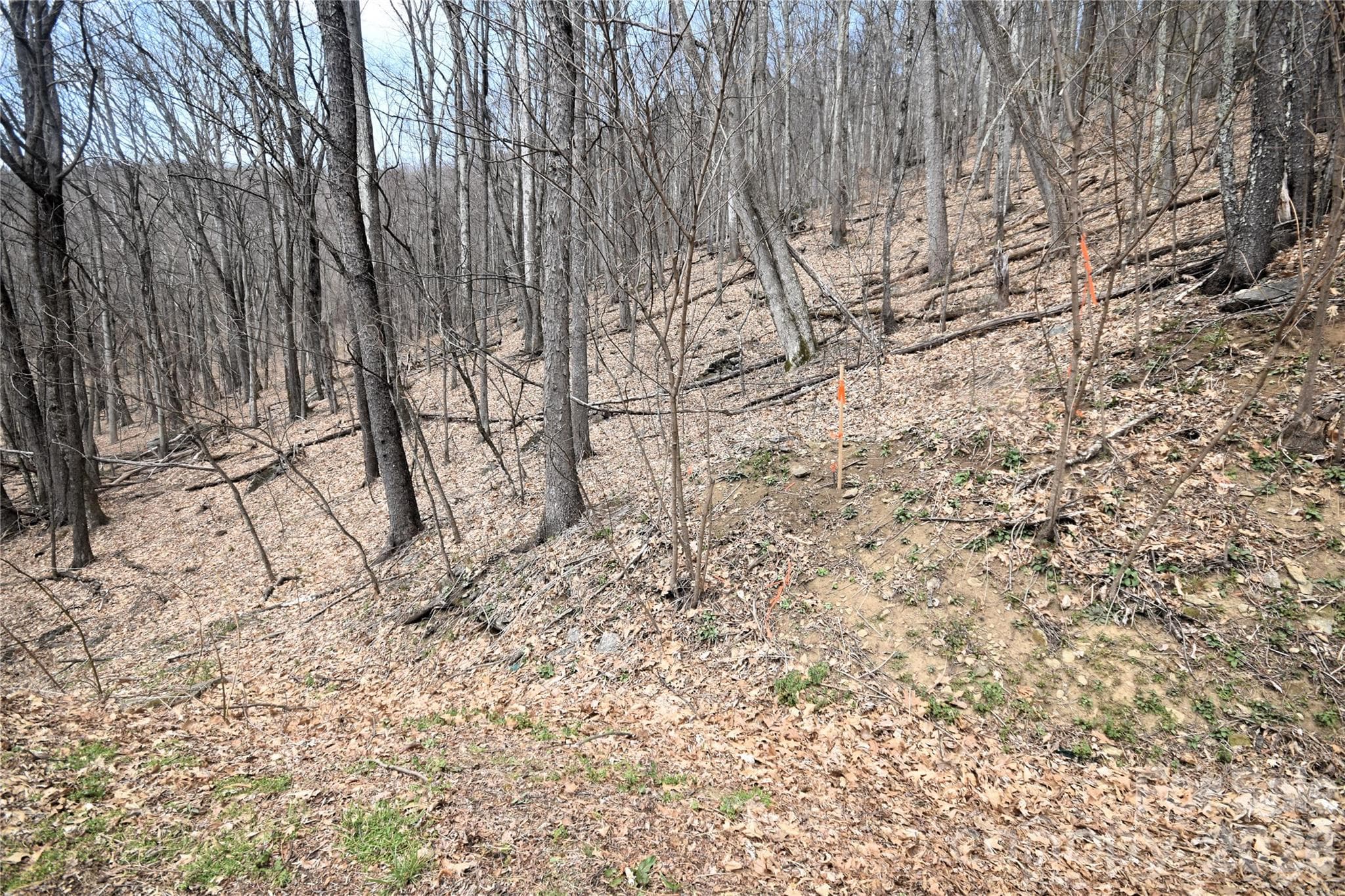 Upper Boundary line of lot 45 from Prosperity Ridge - Waynesville
