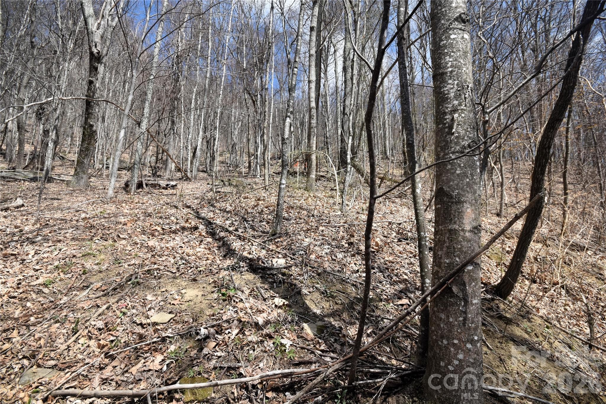 Lot 44 left Boundary line from the bottom of the lot - Waynesville