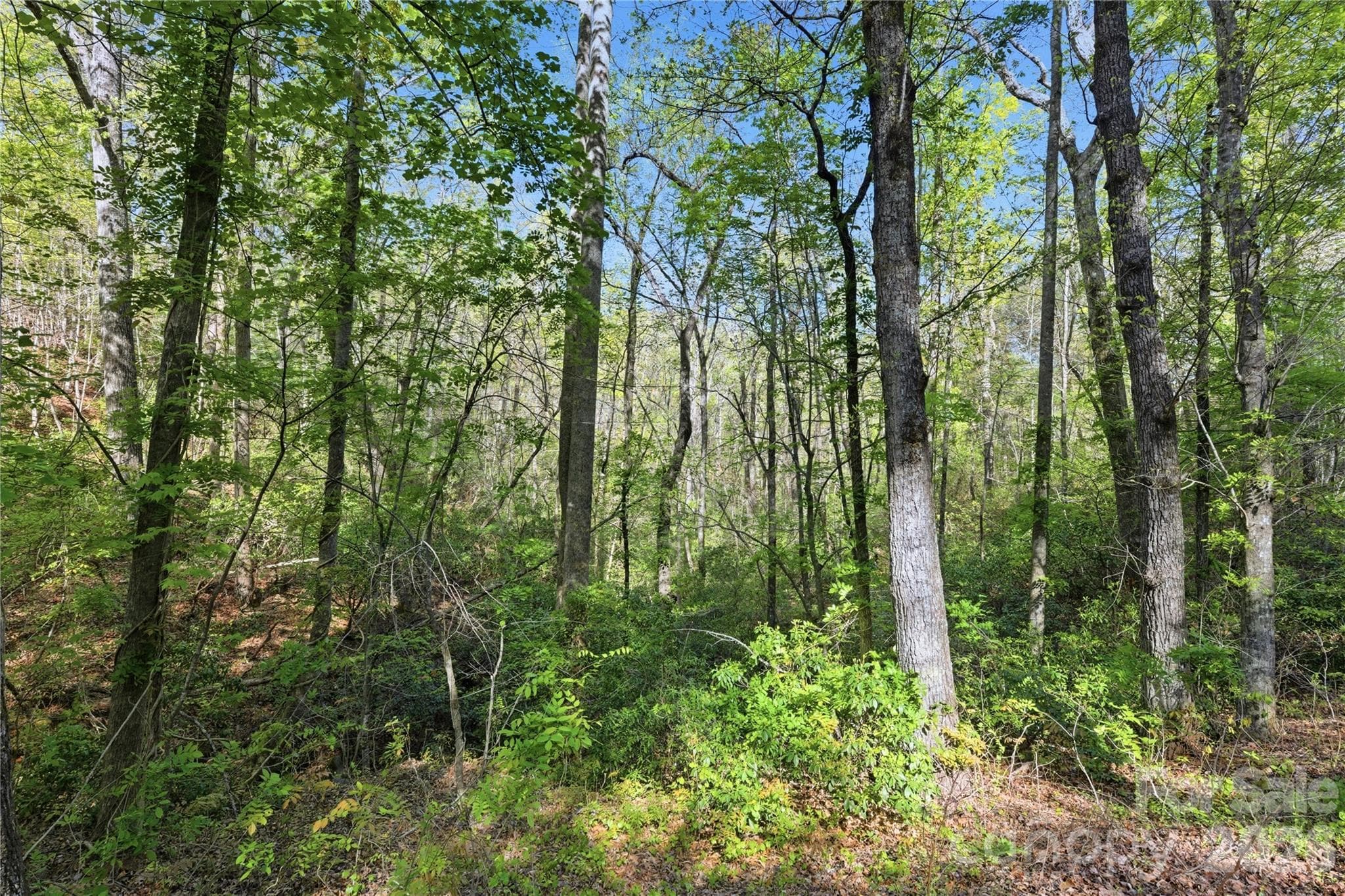 Lot at 0 Wolf Trail, Lake Lure, photo 3 of 14