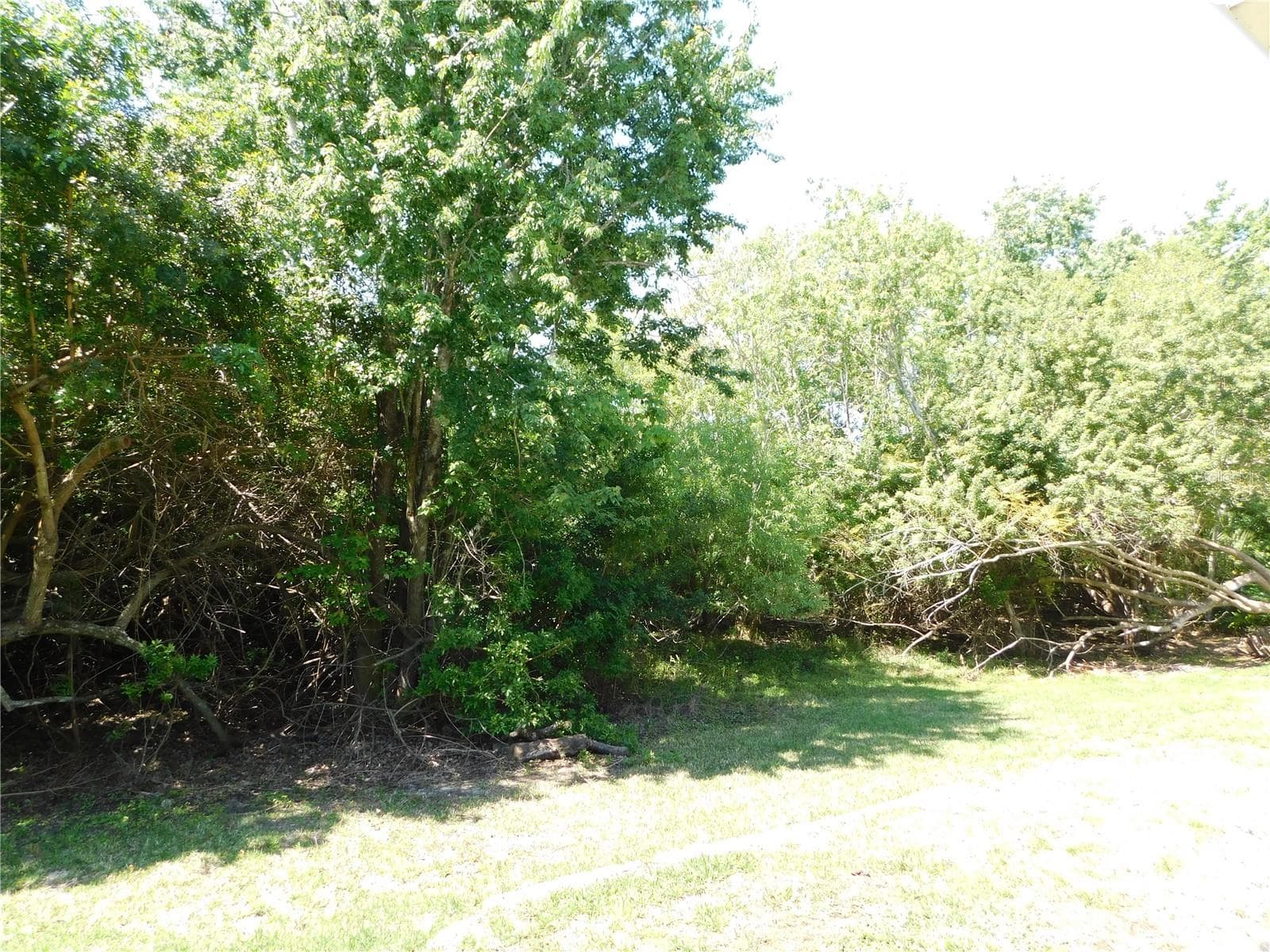 Conservation back yard - 1720 ARABIAN LN, PALM HARBOR