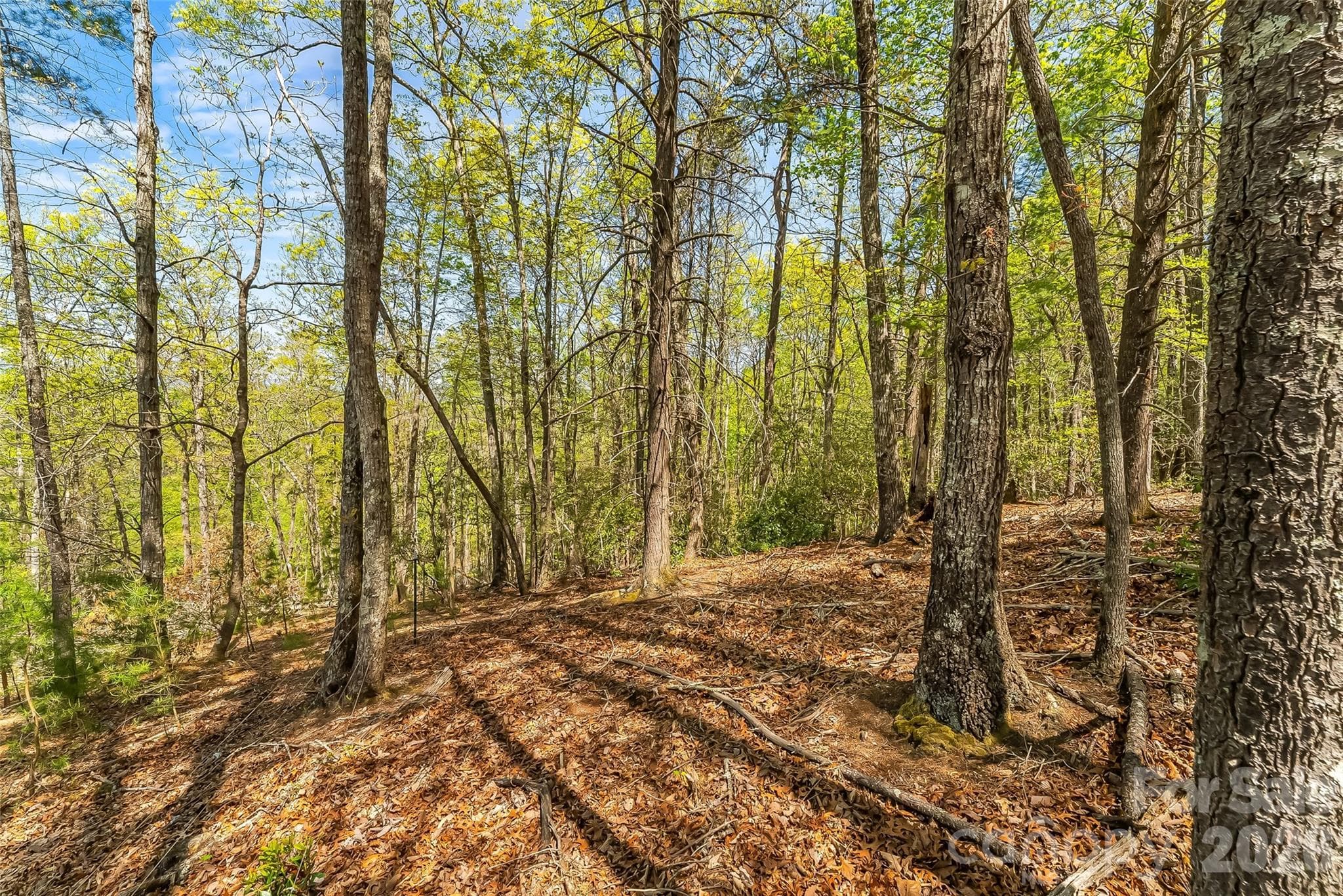 Lot at Nebo, photo 10 of 18