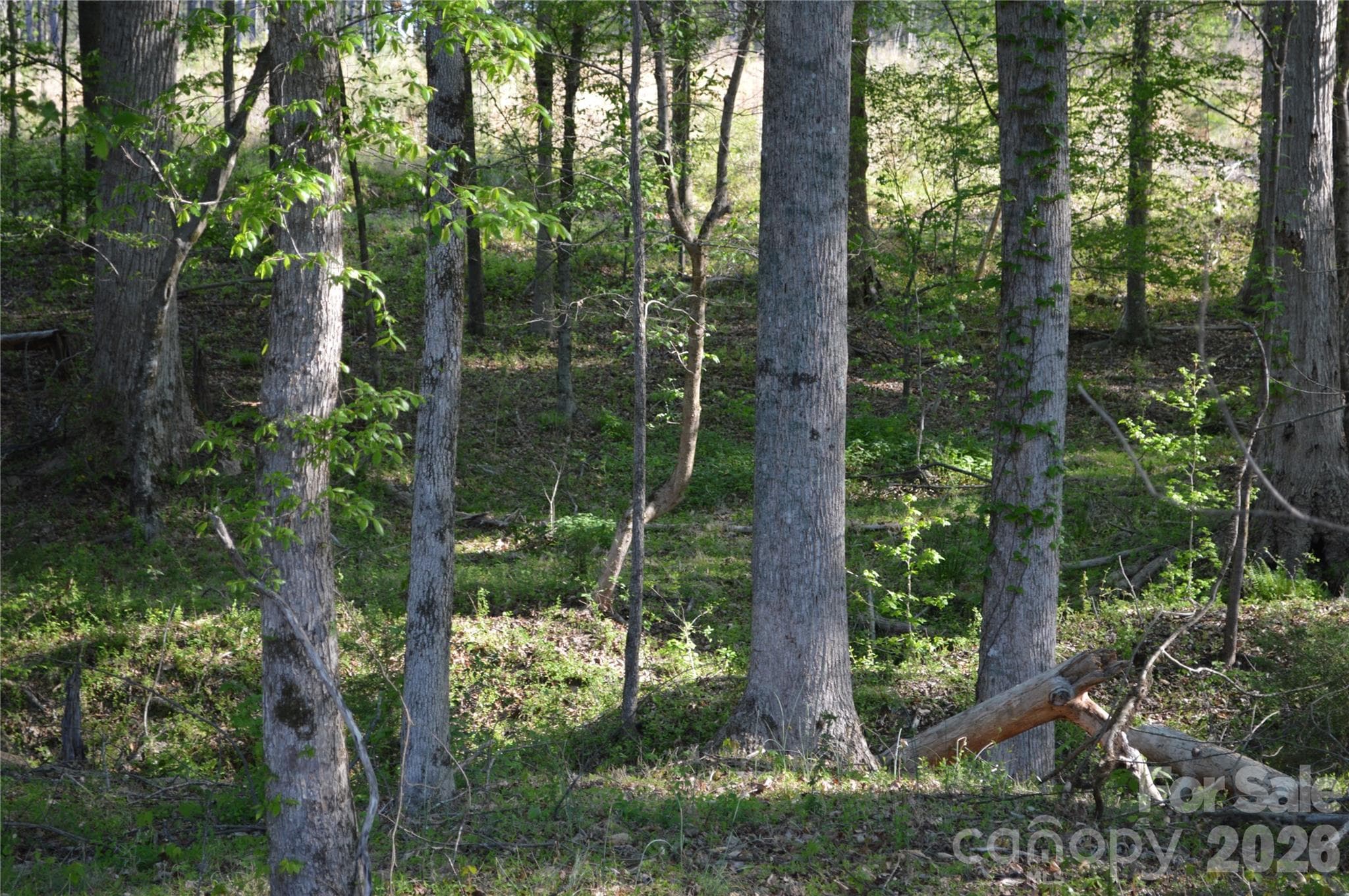 Acreage at Jonesville, photo 12 of 25