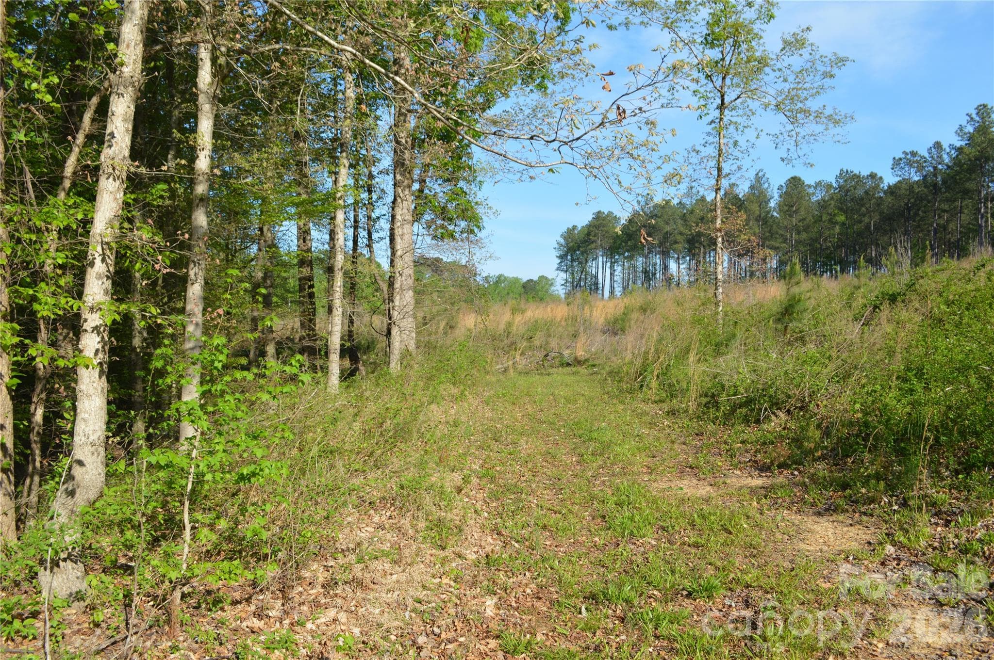Acreage at Jonesville, photo 14 of 25