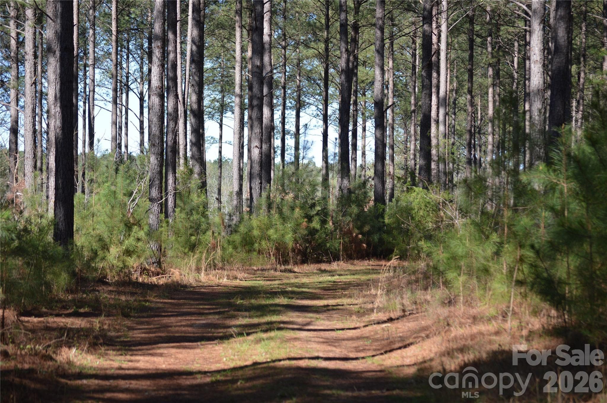 Acreage at Jonesville, photo 3 of 25
