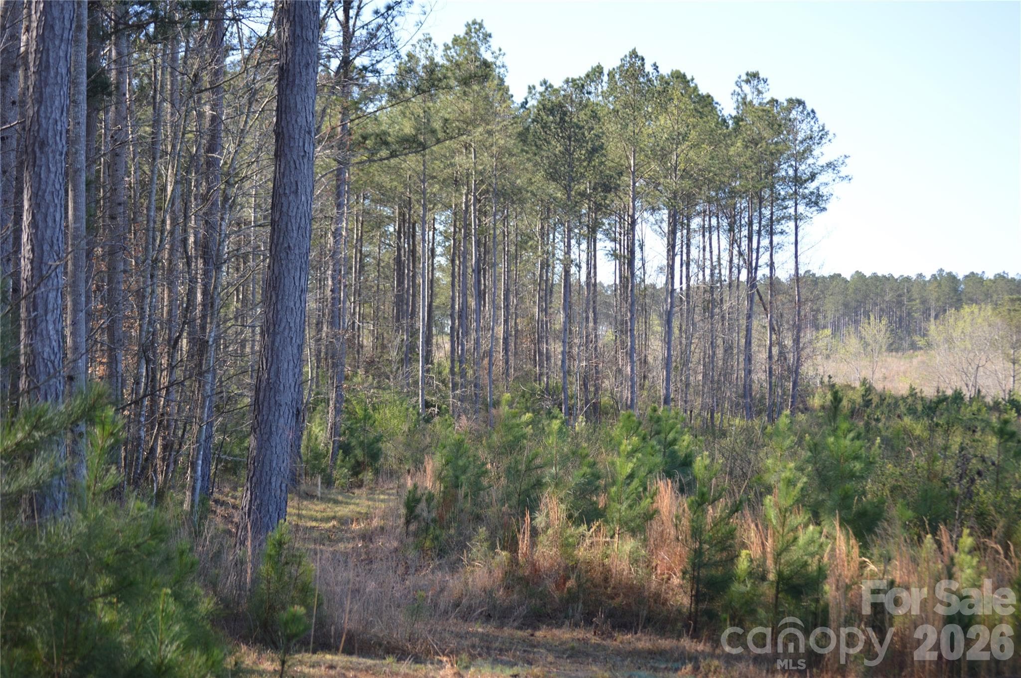Acreage at Jonesville, photo 12 of 25