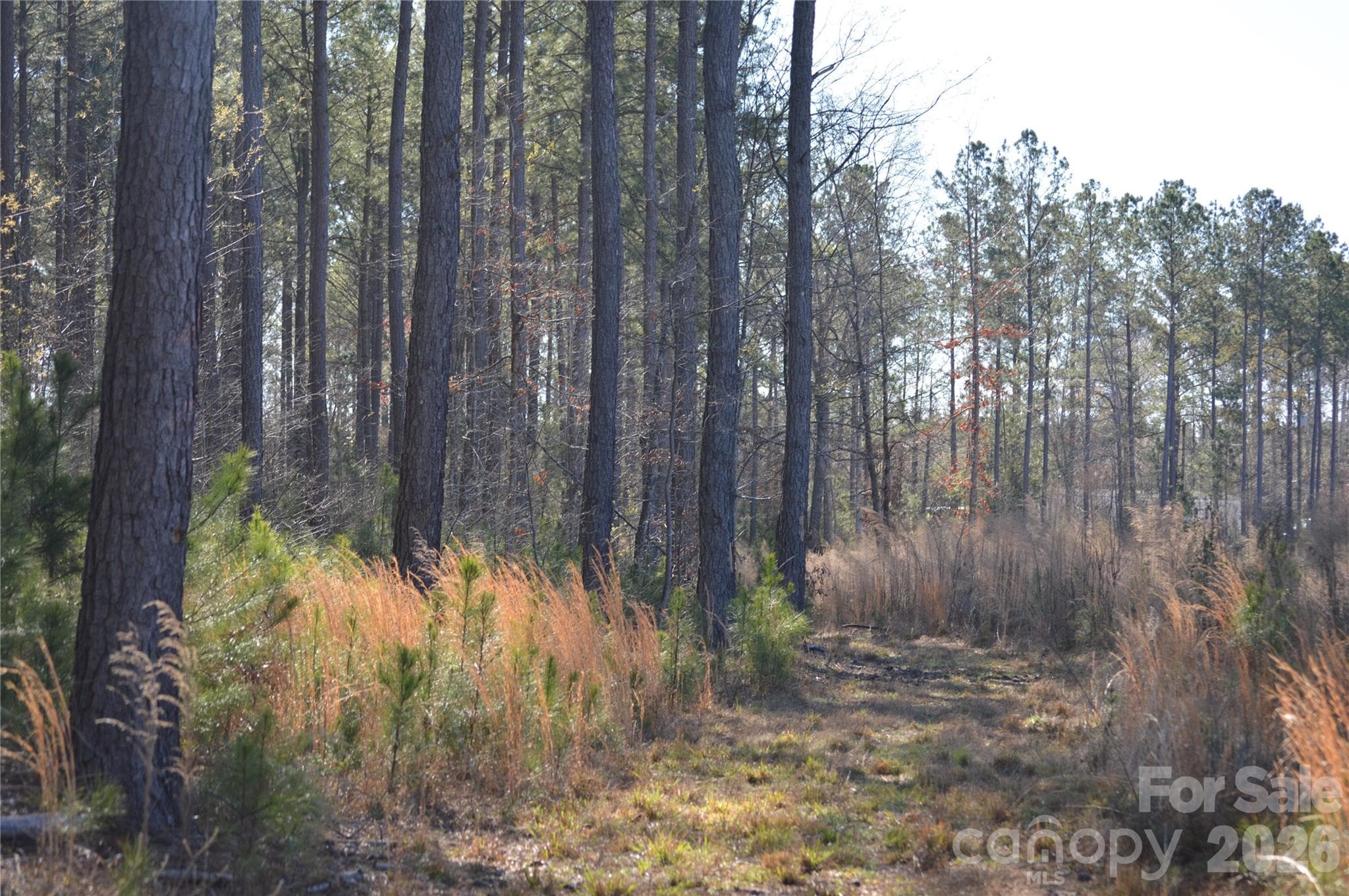 Acreage at Jonesville, photo 15 of 25