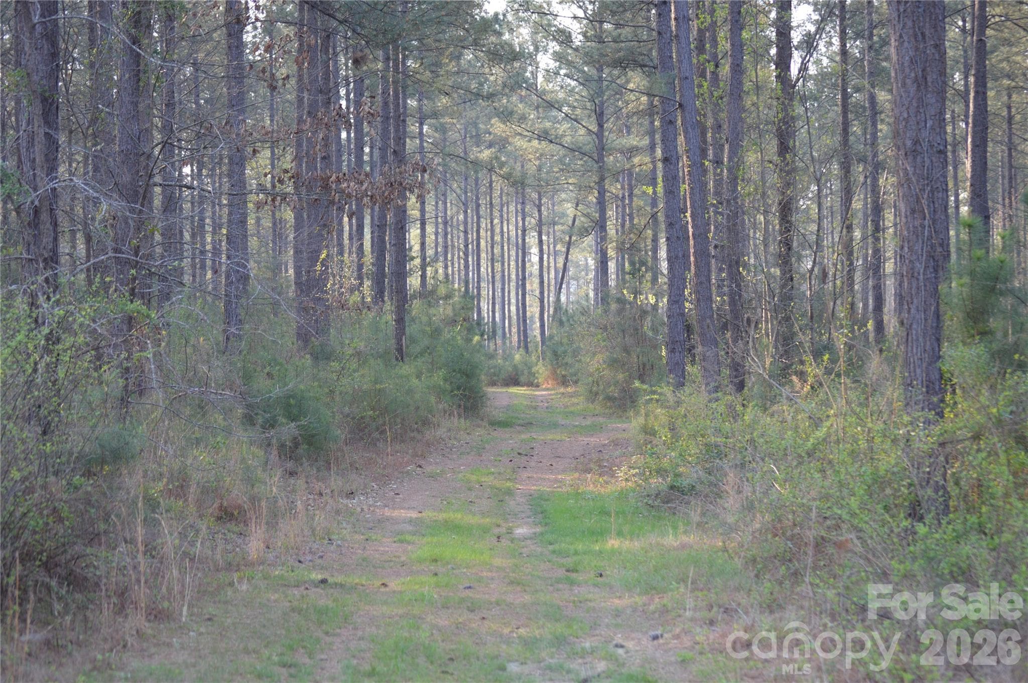 Acreage at Jonesville, photo 6 of 23