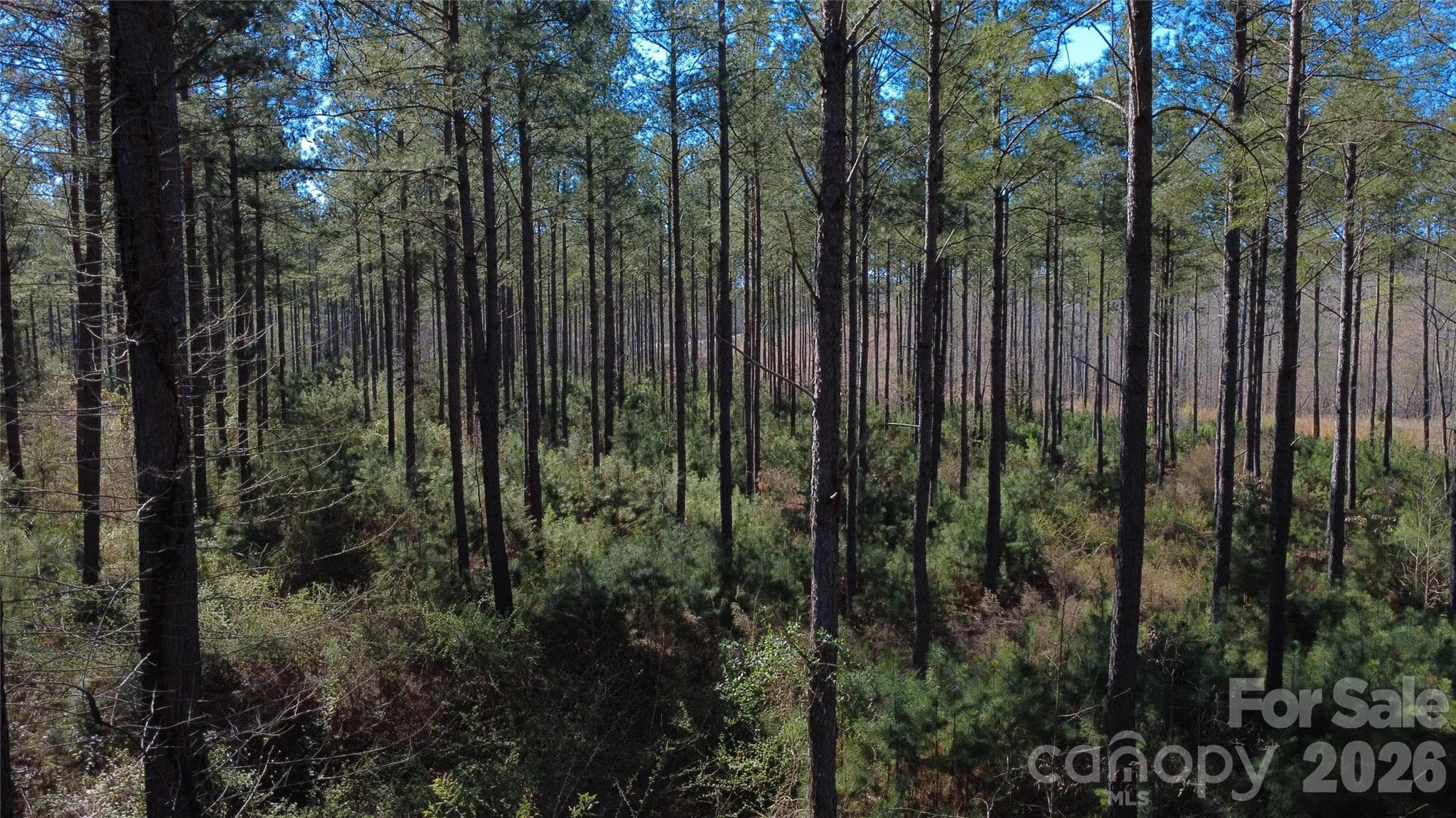 Acreage at Jonesville, photo 11 of 23