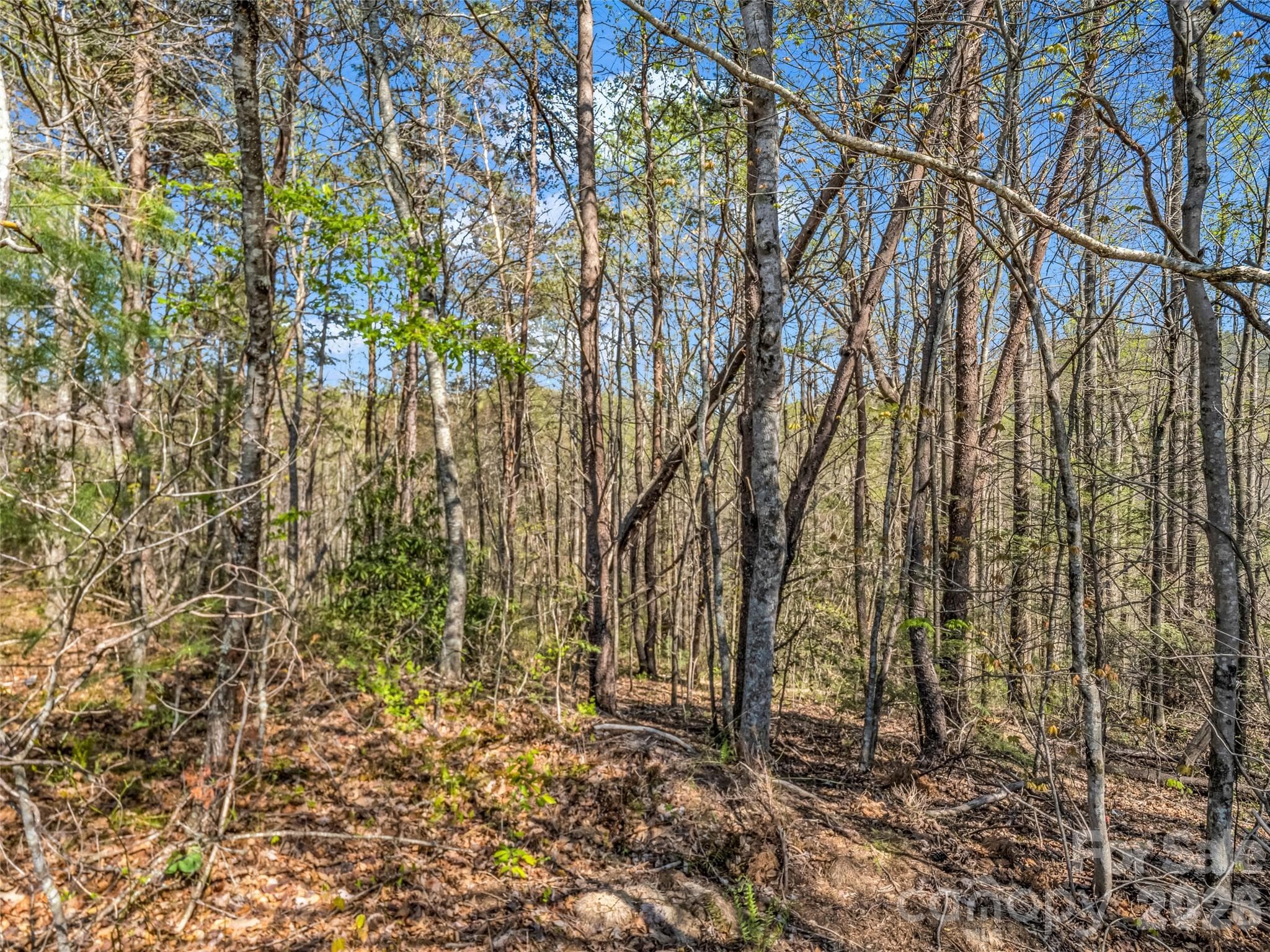 Lot at Hendersonville, photo 31 of 43