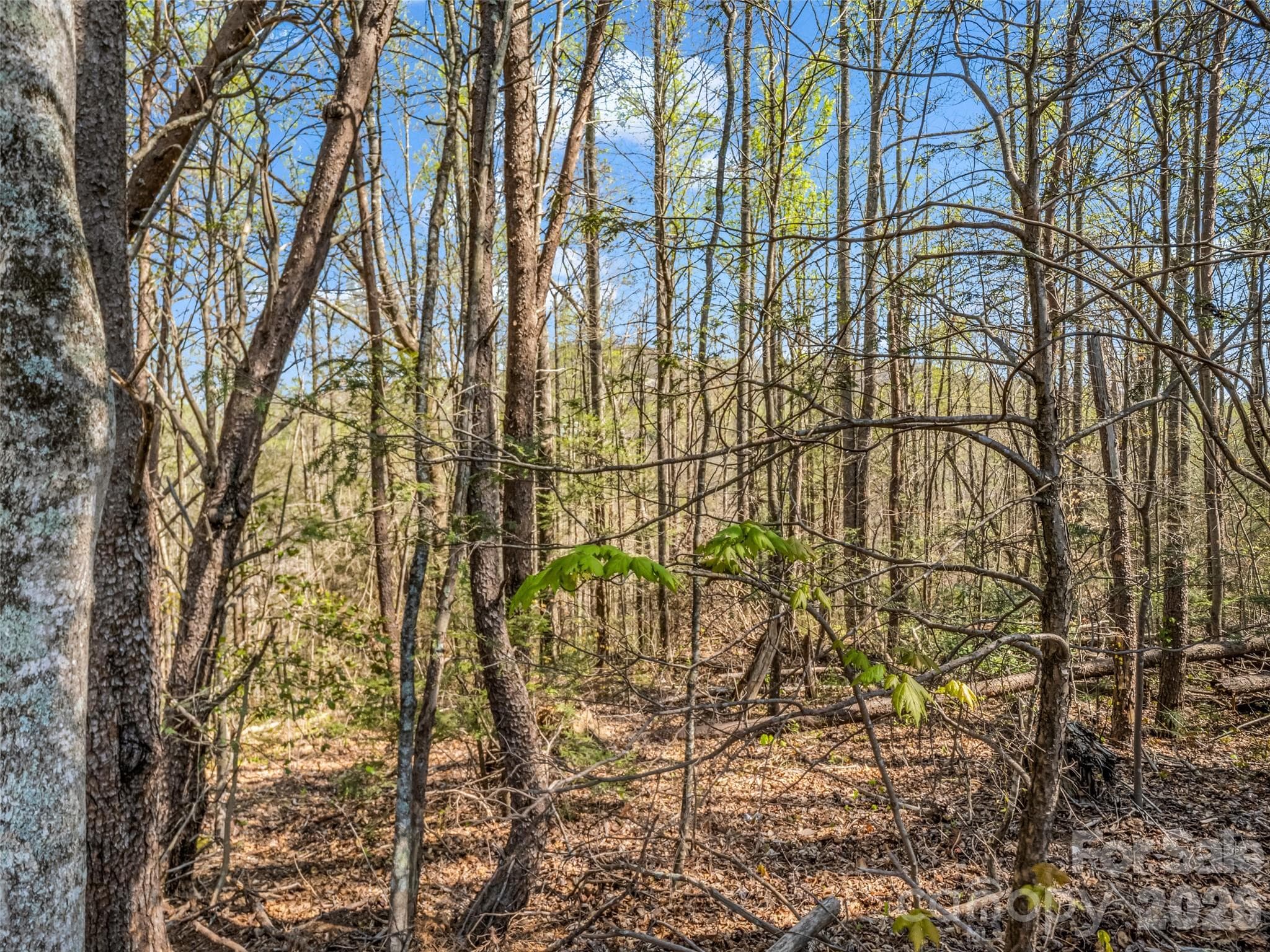 Lot at Hendersonville, photo 35 of 43