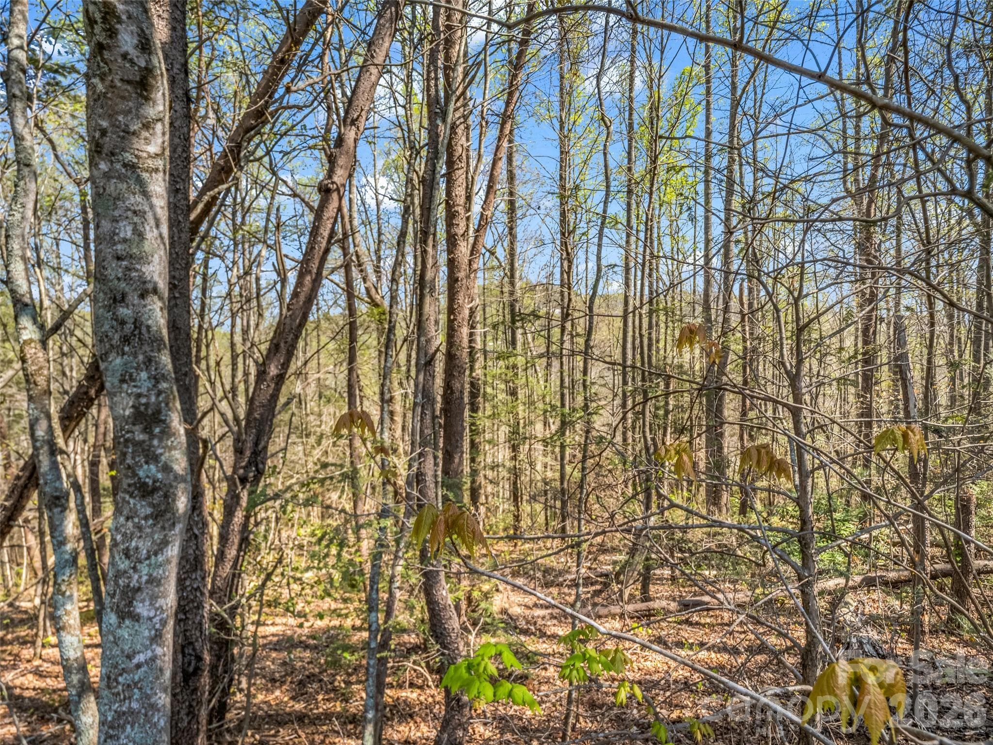 Lot at Hendersonville, photo 36 of 43