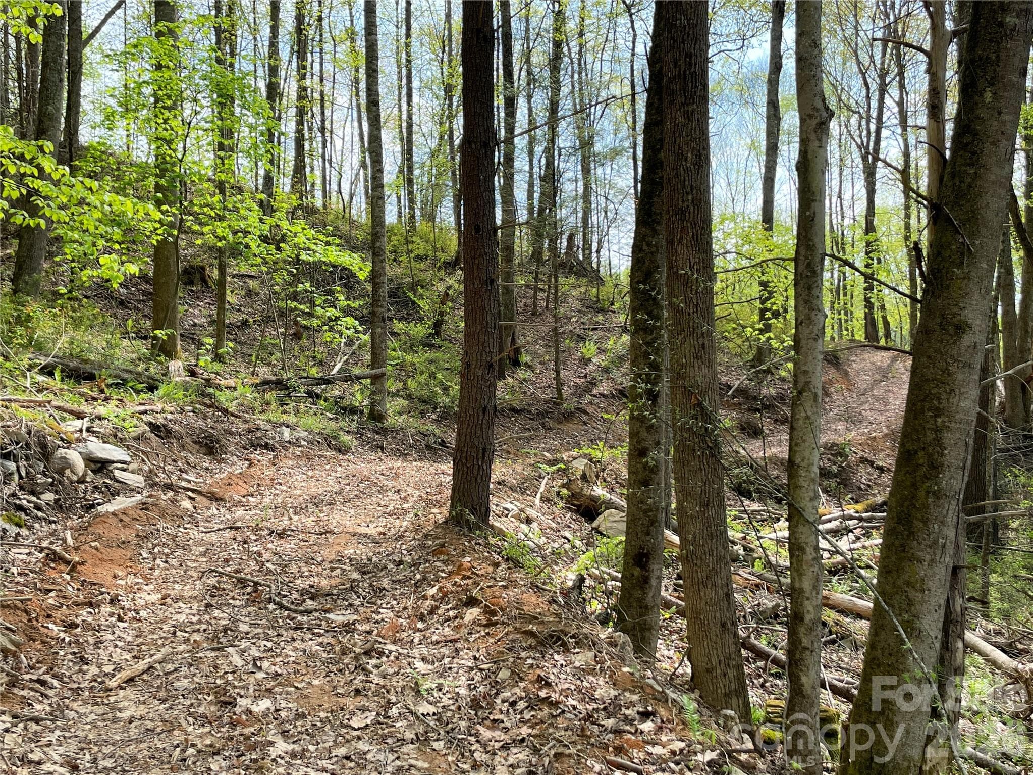 One of several newly groomed interior ATV trails - Green Mountain