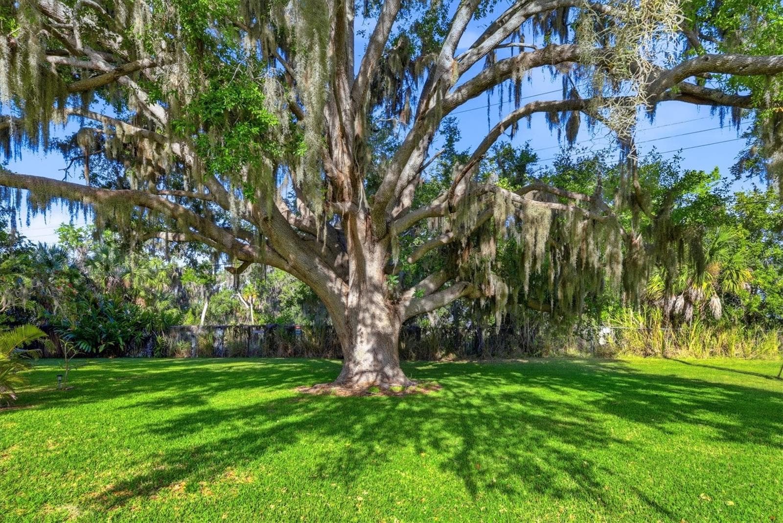 Backyard with beautiful mature Florida Live Oak Tree - 1419 41ST AVE E, ELLENTON