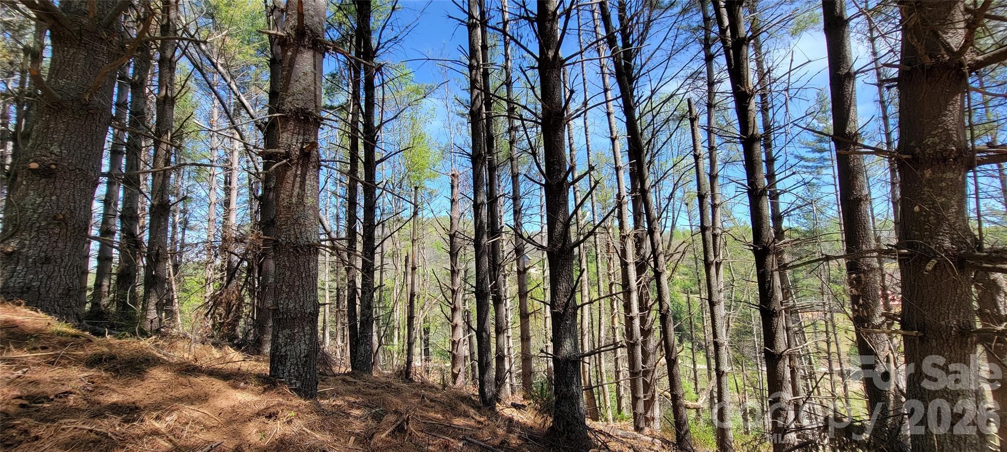 Potential Views w/Selective Clearing - TBD (Lots 25/26/27) Miriam Way, Piney Creek