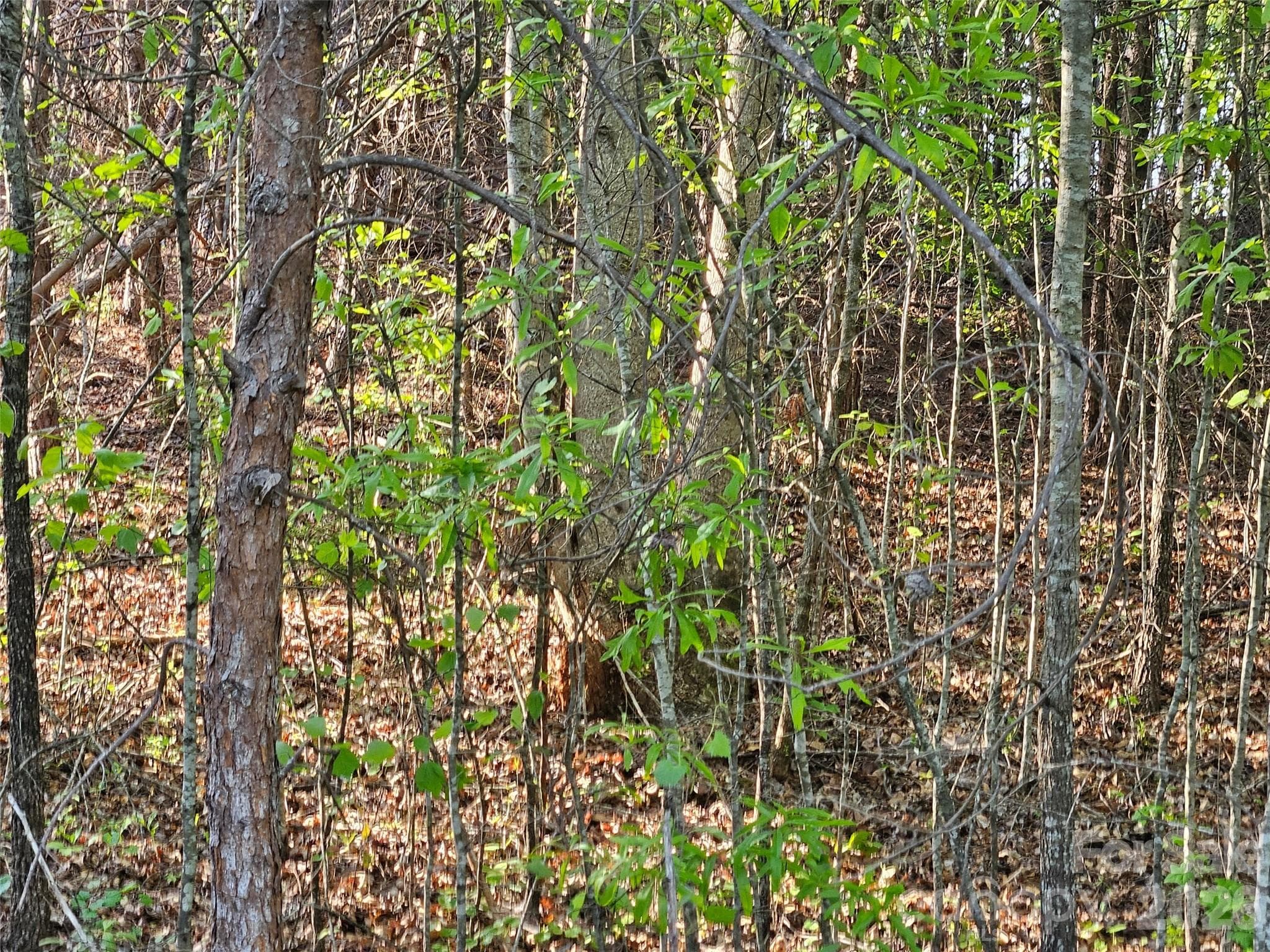 Lot at 0 Old Hollis Road, Ellenboro, photo 10 of 15