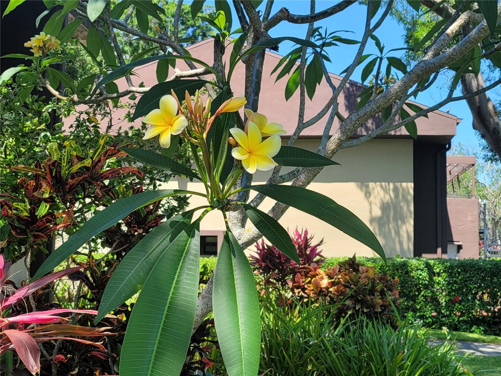 Blooming tree at back patio - 10755 VILLAGE CLUB CIR N #101, ST PETERSBURG