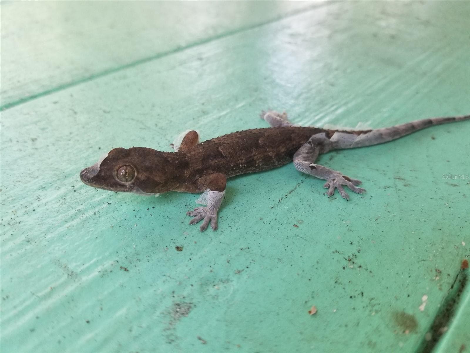 OUR LITTLE FRIENDS - 1720 FOSSIL DR, ENGLEWOOD