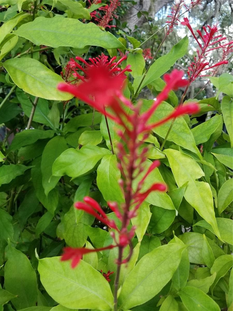 HUMMINGBIRD BUSHES EVERYWHERE - 1720 FOSSIL DR, ENGLEWOOD
