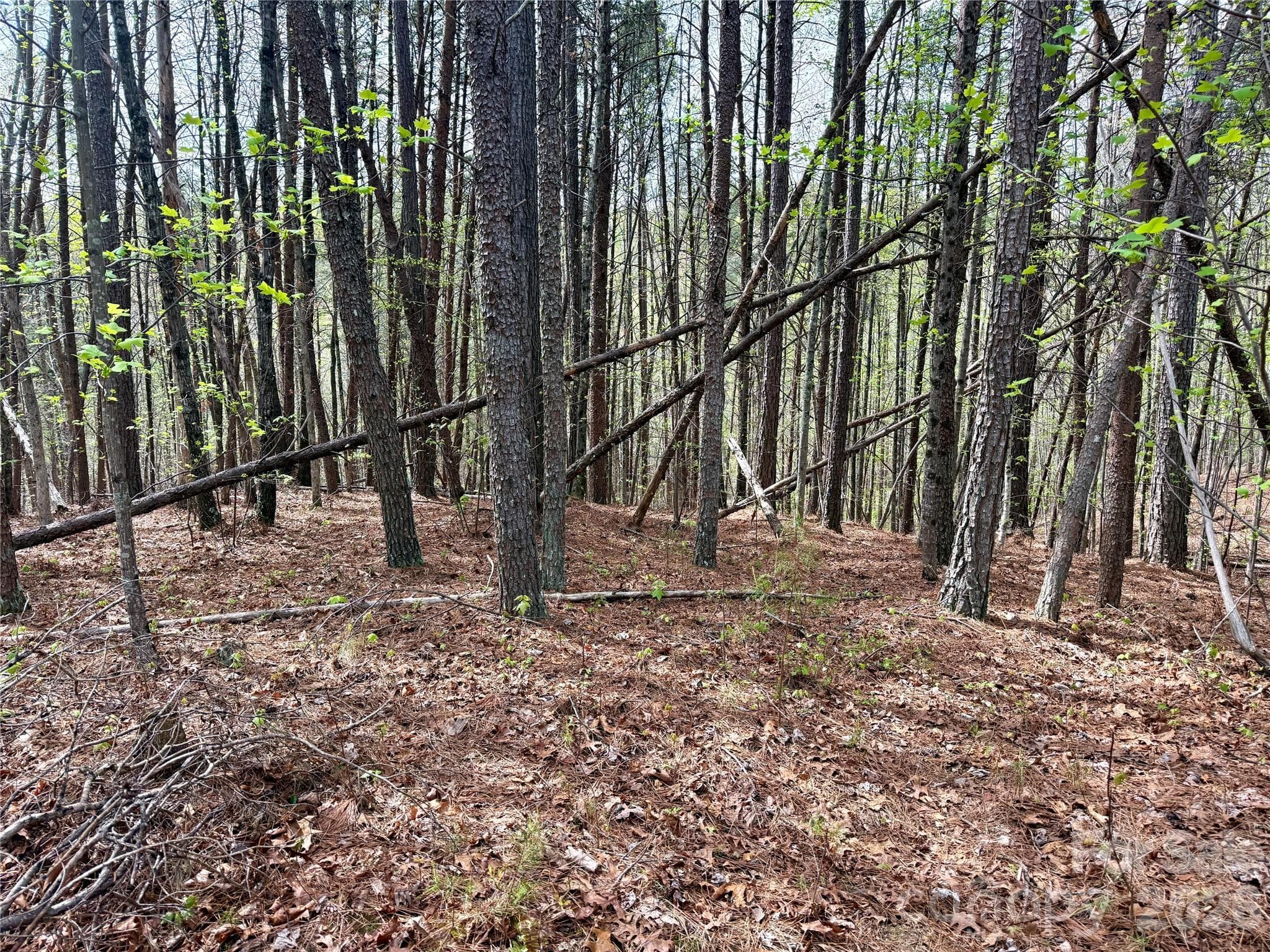 Lot at Nebo, photo 6 of 28