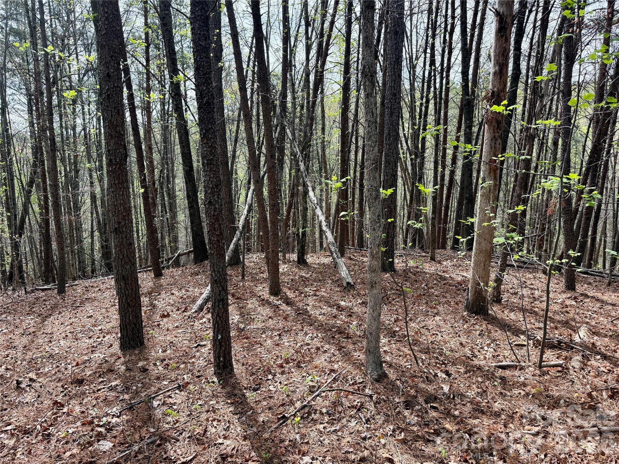Lot at Nebo, photo 7 of 28