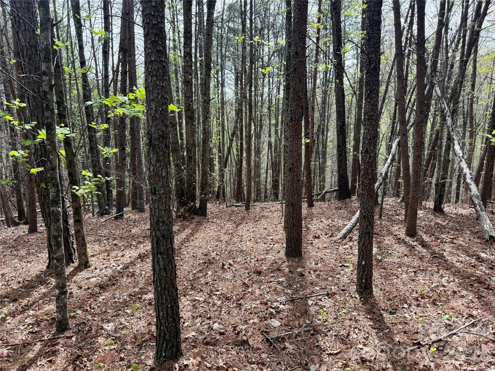 Lot at Nebo, photo 8 of 28