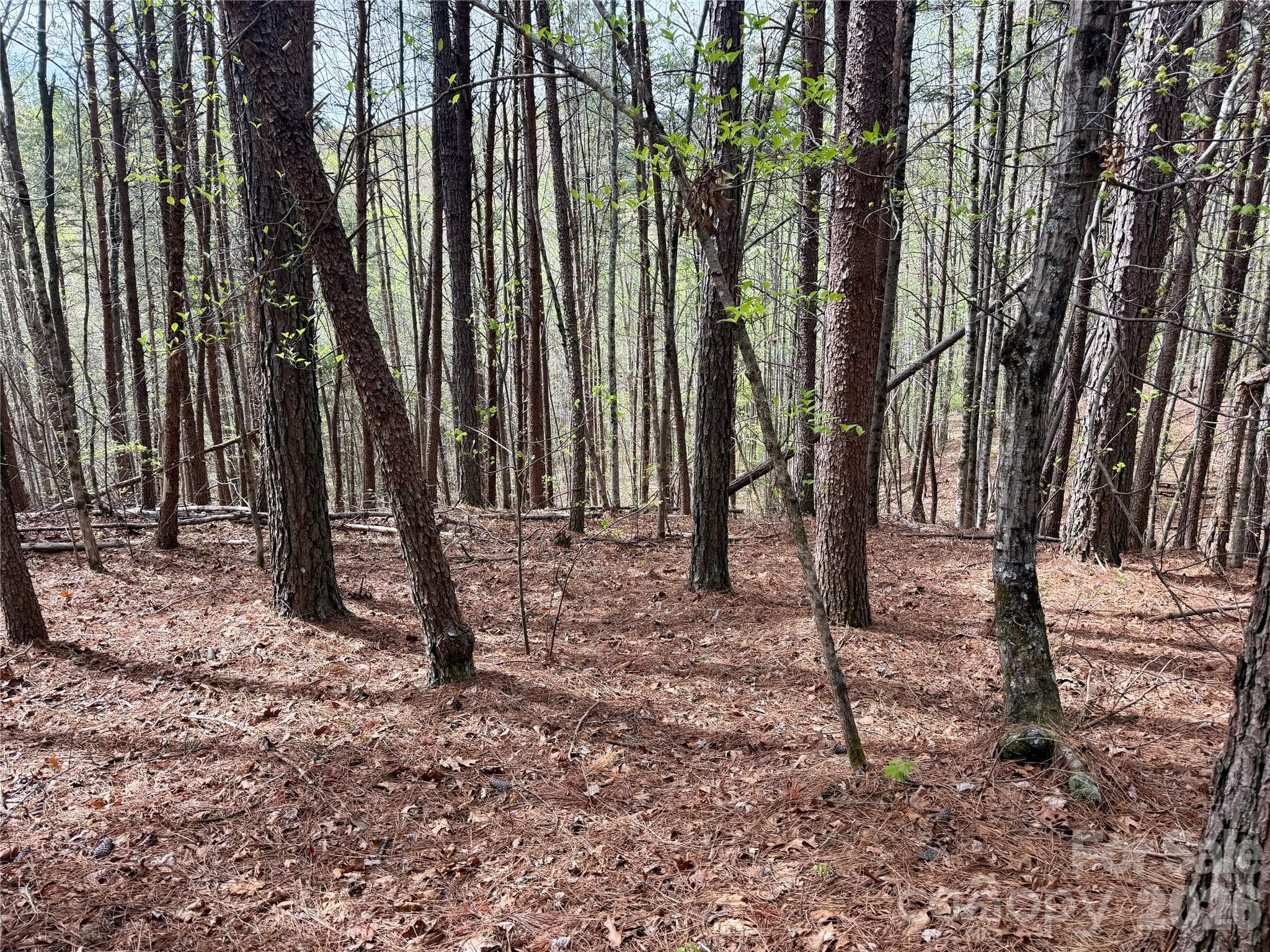 Lot at Nebo, photo 9 of 28
