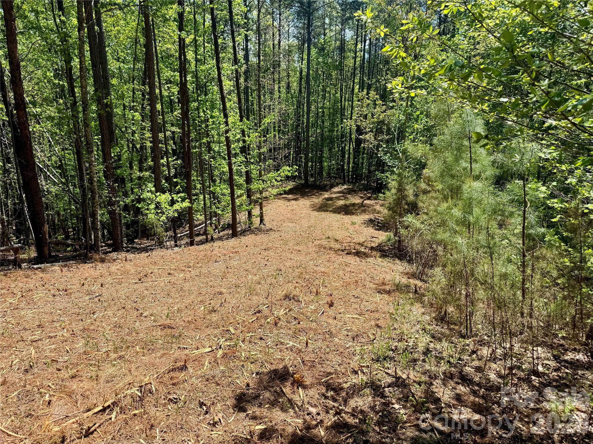 Freshly cleared driveway to build site - Nebo