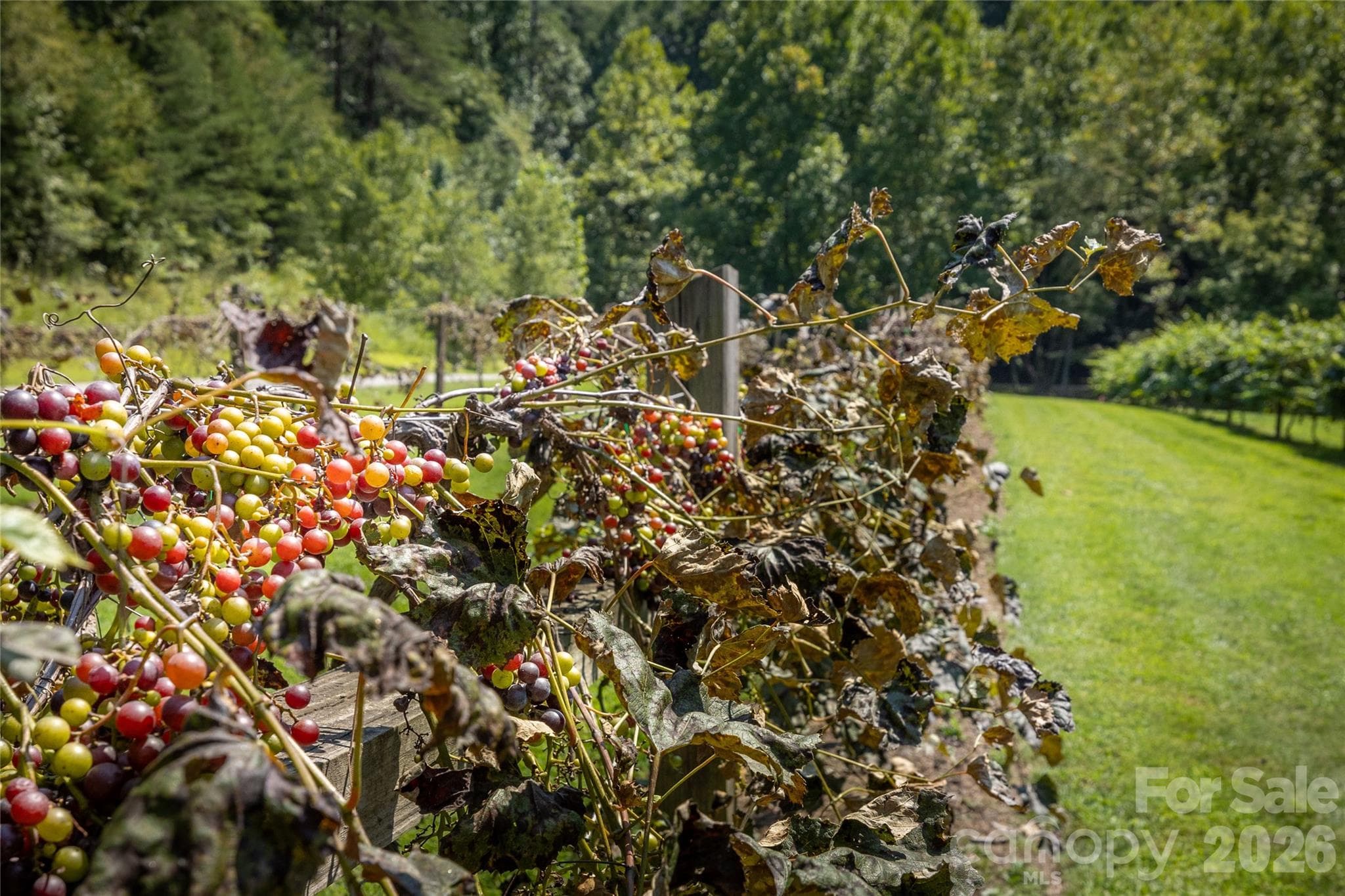 Lot at Lenoir, photo 30 of 34