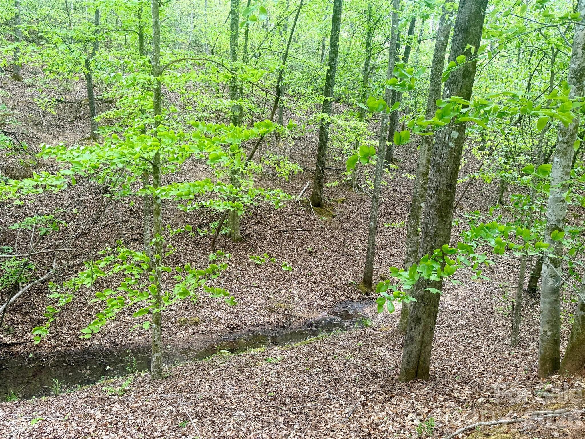 Acreage at Rutherfordton, photo 3 of 25