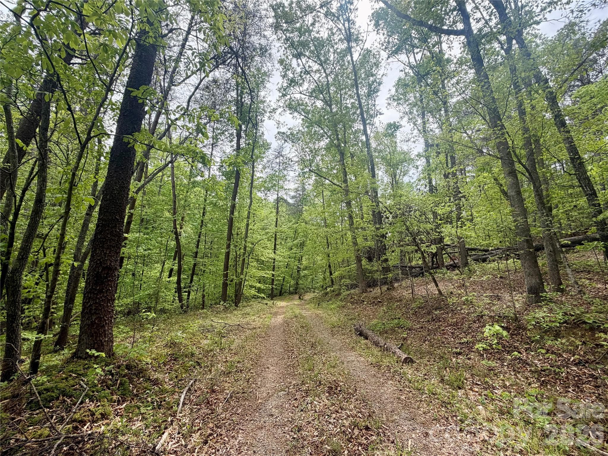 Acreage at 0 Polk County Line Road, Rutherfordton, photo 8 of 25