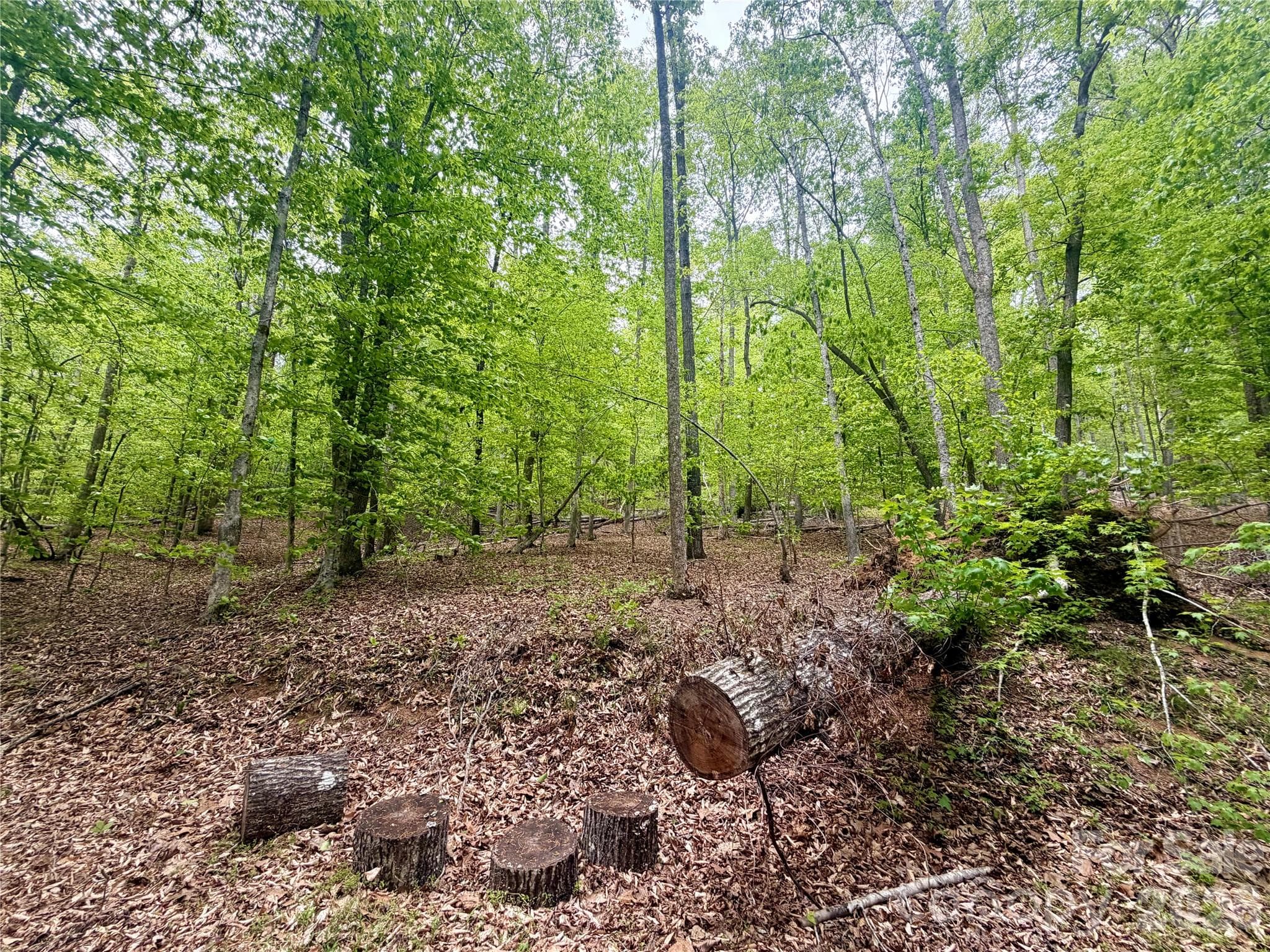 Acreage at 0 Polk County Line Road, Rutherfordton, photo 10 of 25