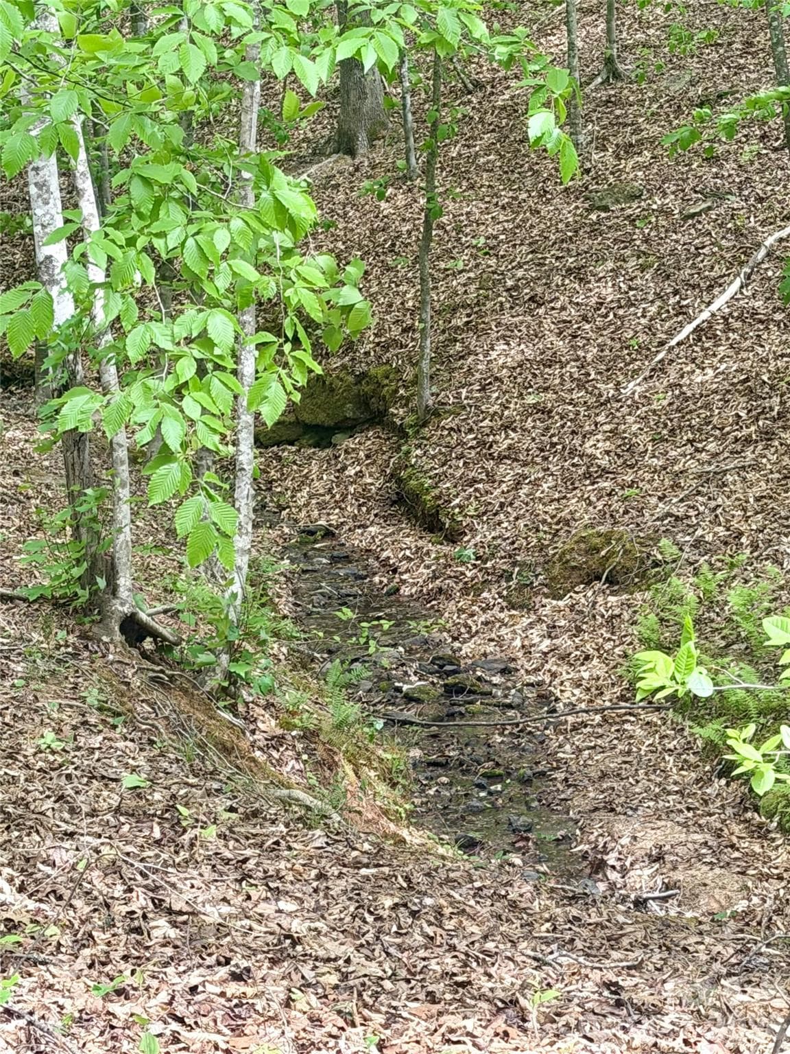 Acreage at 0 Polk County Line Road, Rutherfordton, photo 15 of 25