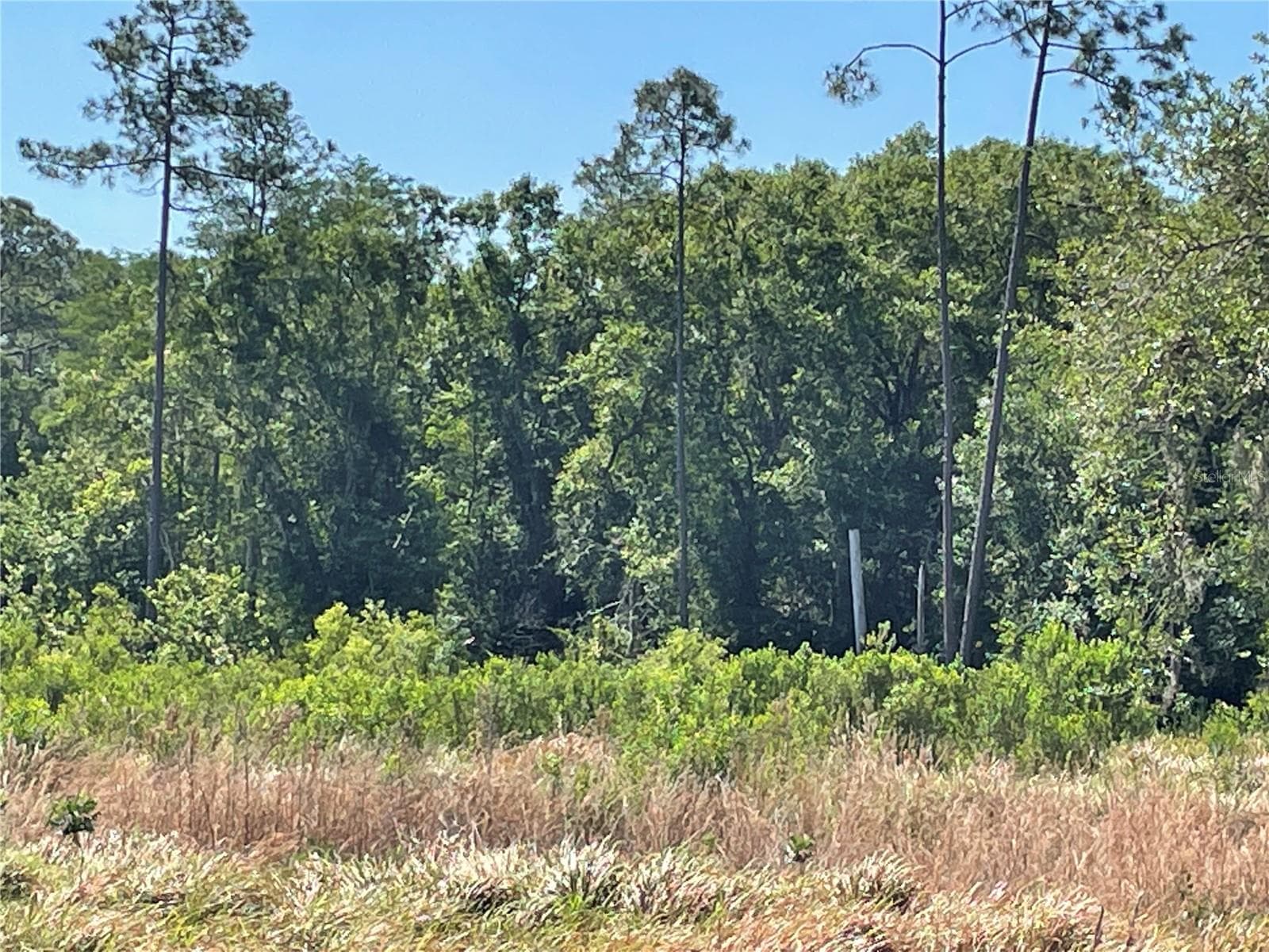 Great trees back of property - AVONWOOD, TAMPA
