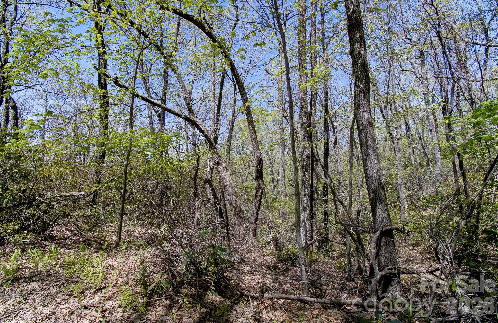 Lot at Black Mountain, photo 4 of 5