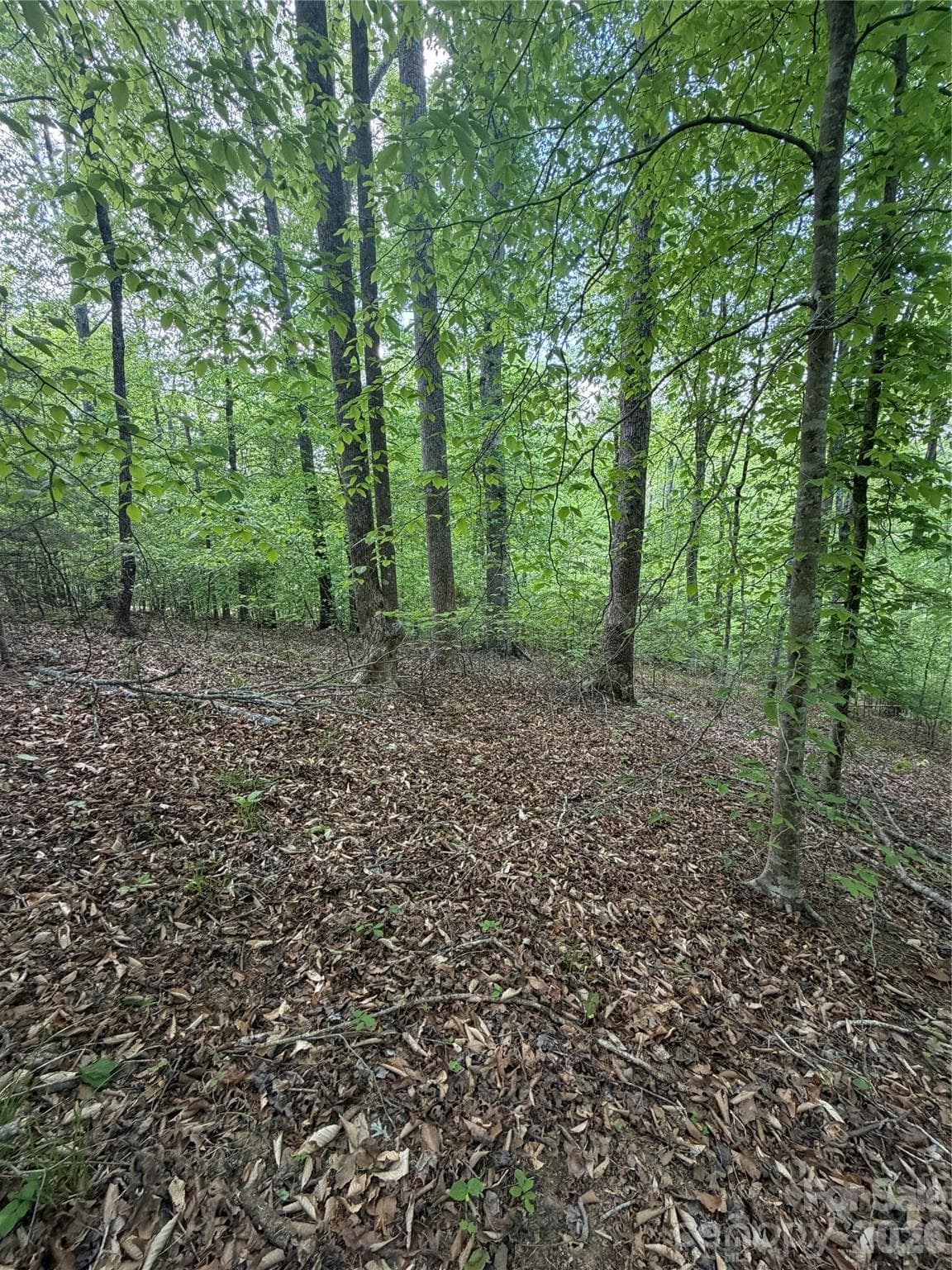 Lot at Rutherfordton, photo 6 of 17