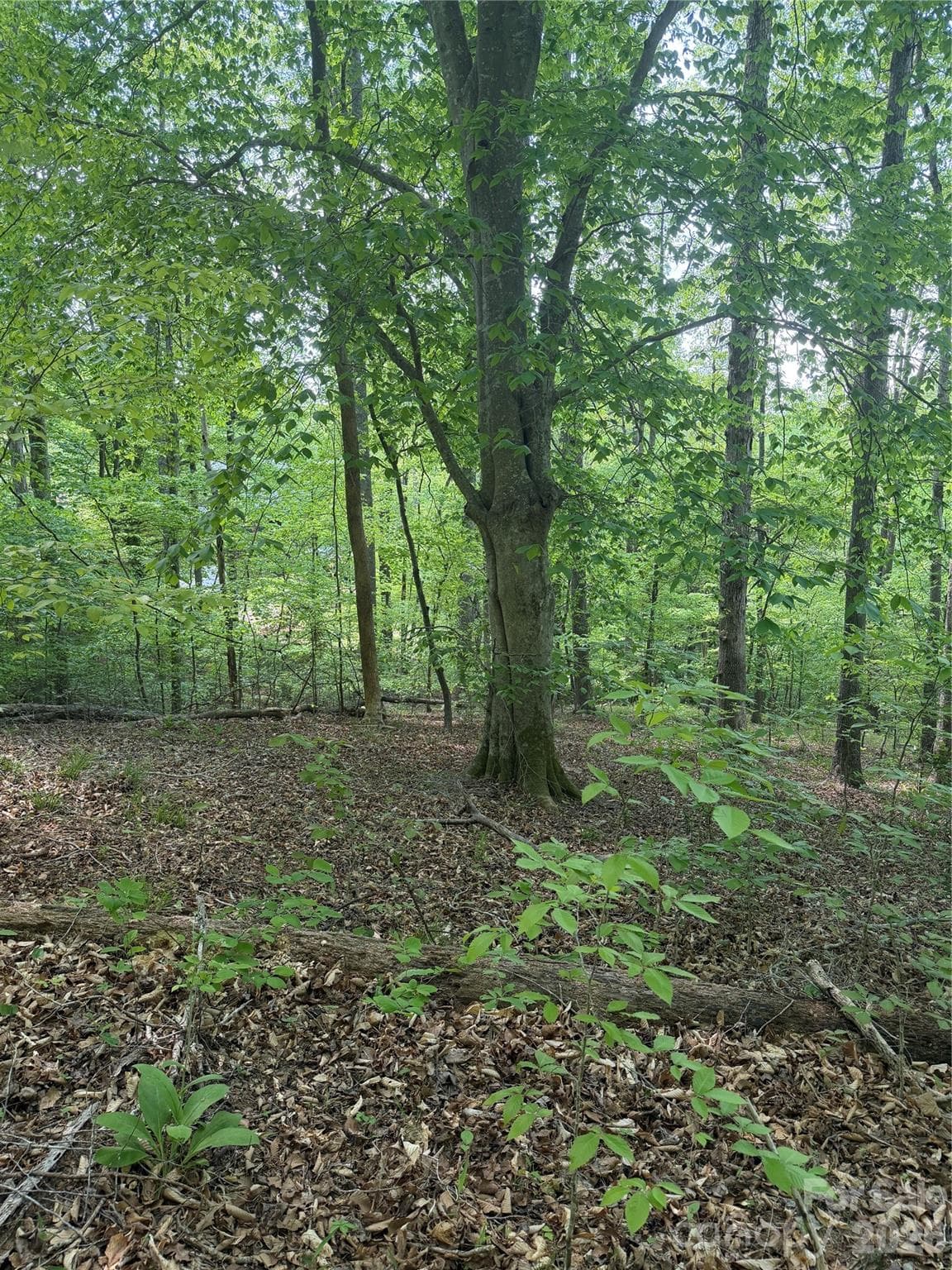Lot at Rutherfordton, photo 17 of 17